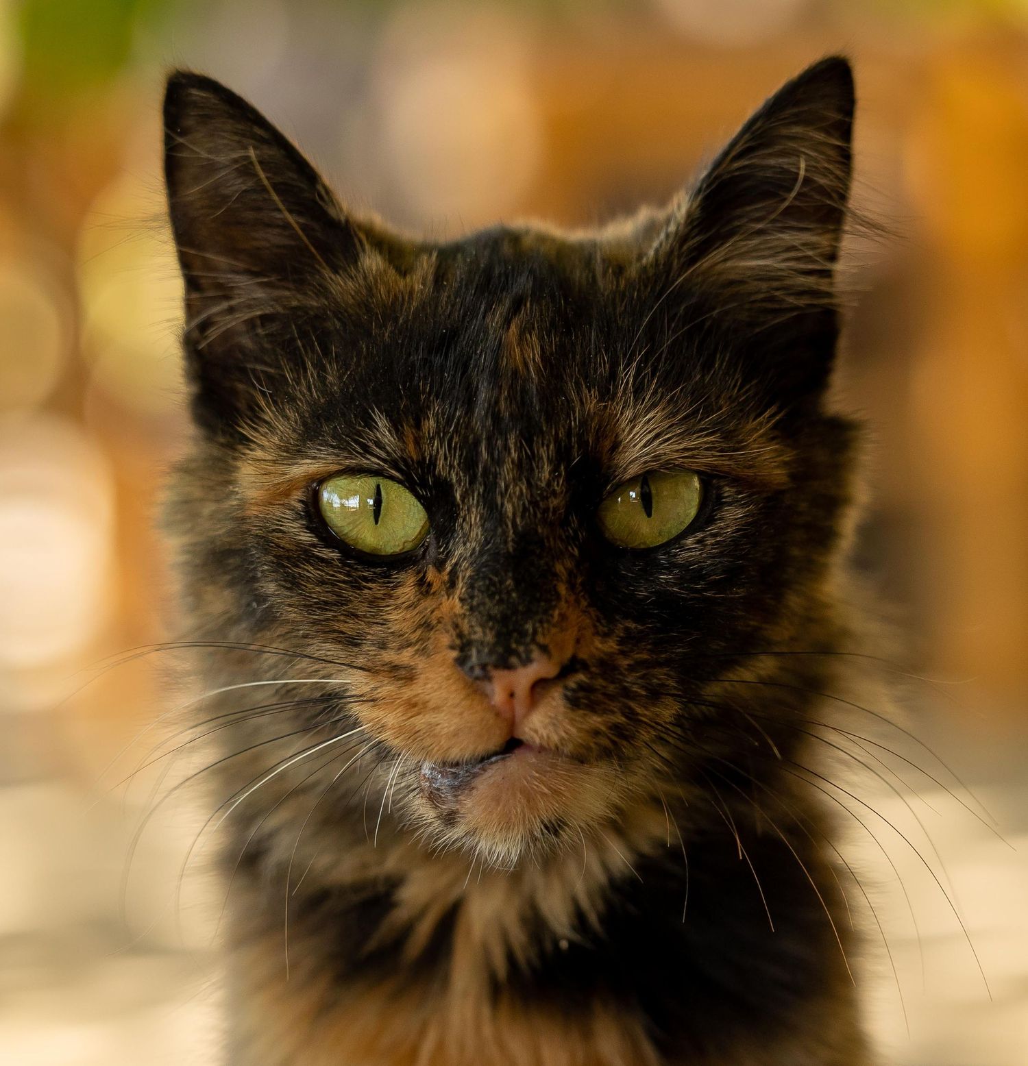 Close-up portrait of a tortoiseshell cat with vivid green eyes and a warm bokeh background.
