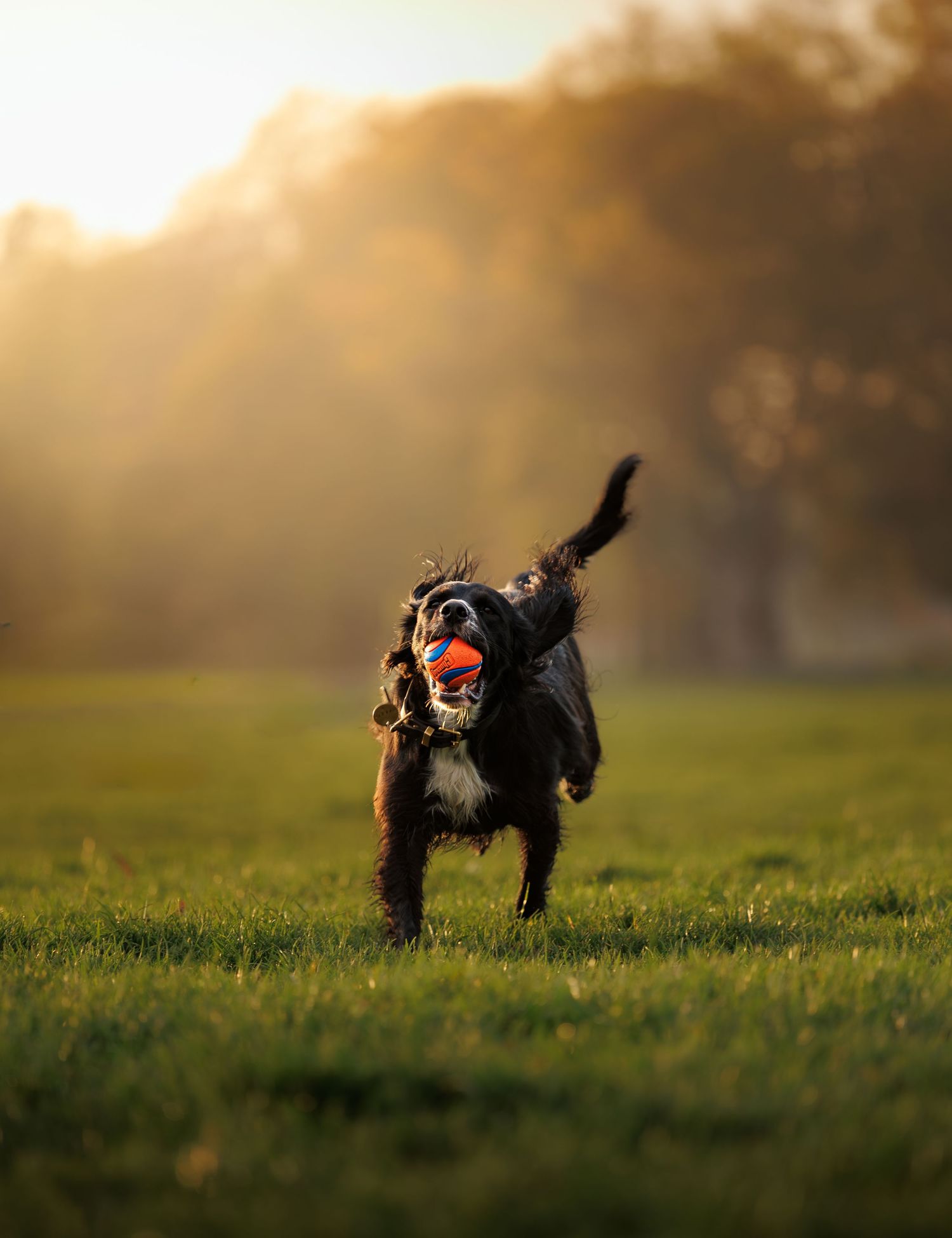 A Bernese Mountain Dog runs across a grassy park carrying an orange ball in golden sunset light.