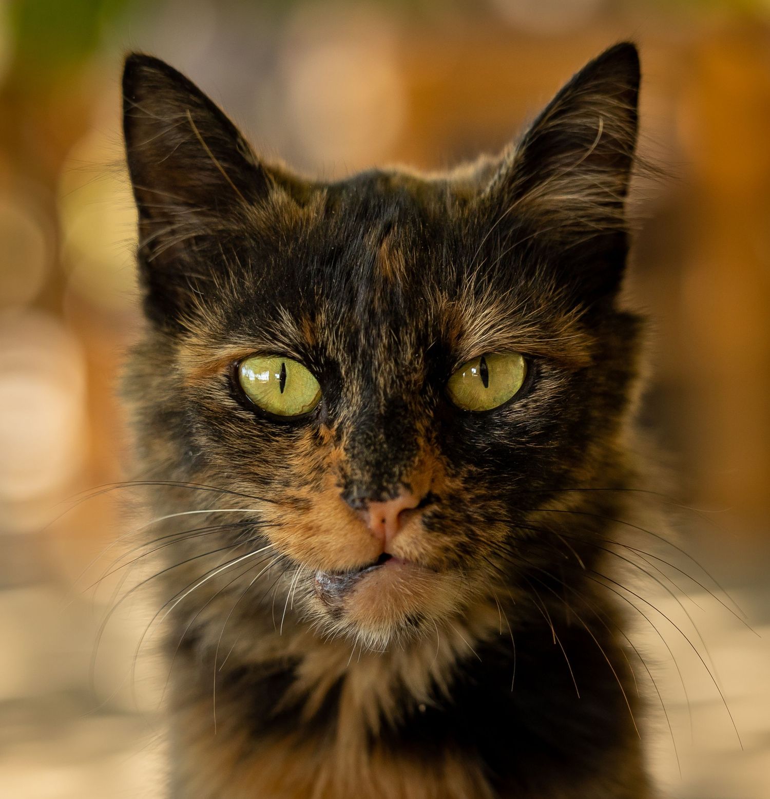 Close-up portrait of a tortoiseshell cat with striking green eyes against a bokeh background.