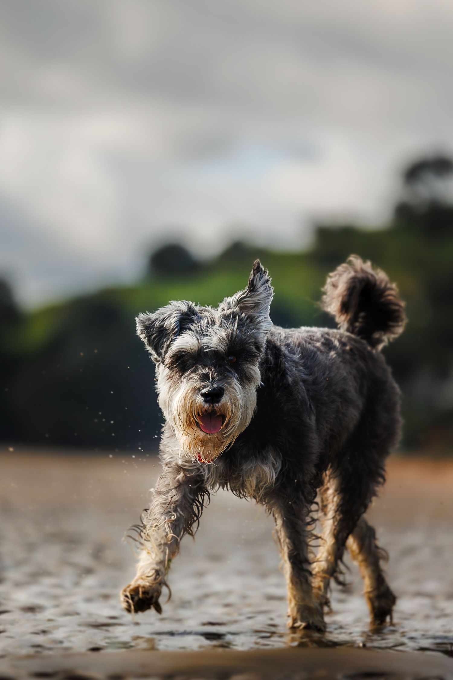 A wet Miniature Schnauzer dog trots through shallow water on a beach under a cloudy sky.