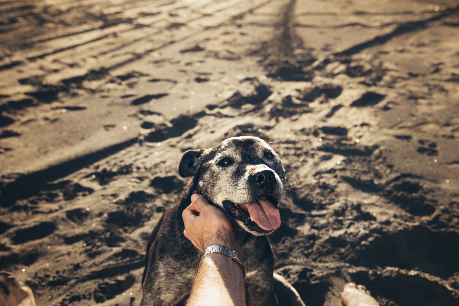 Senior black dog with tongue out enjoys a gentle pet on a warm sandy beach.