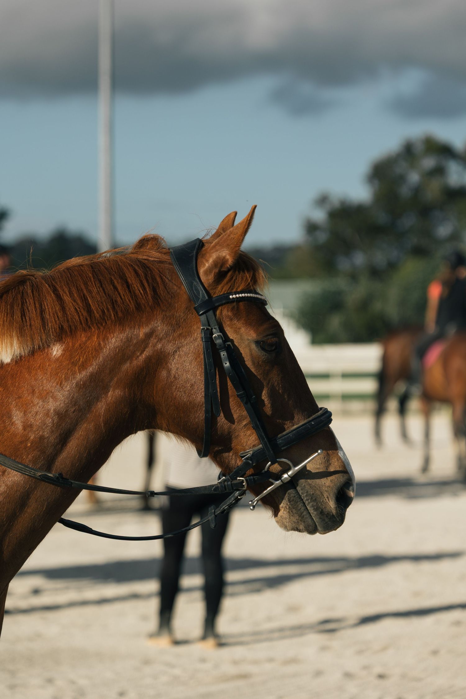 Close-up portrait of a chestnut horse wearing a black bridle in an equestrian arena.