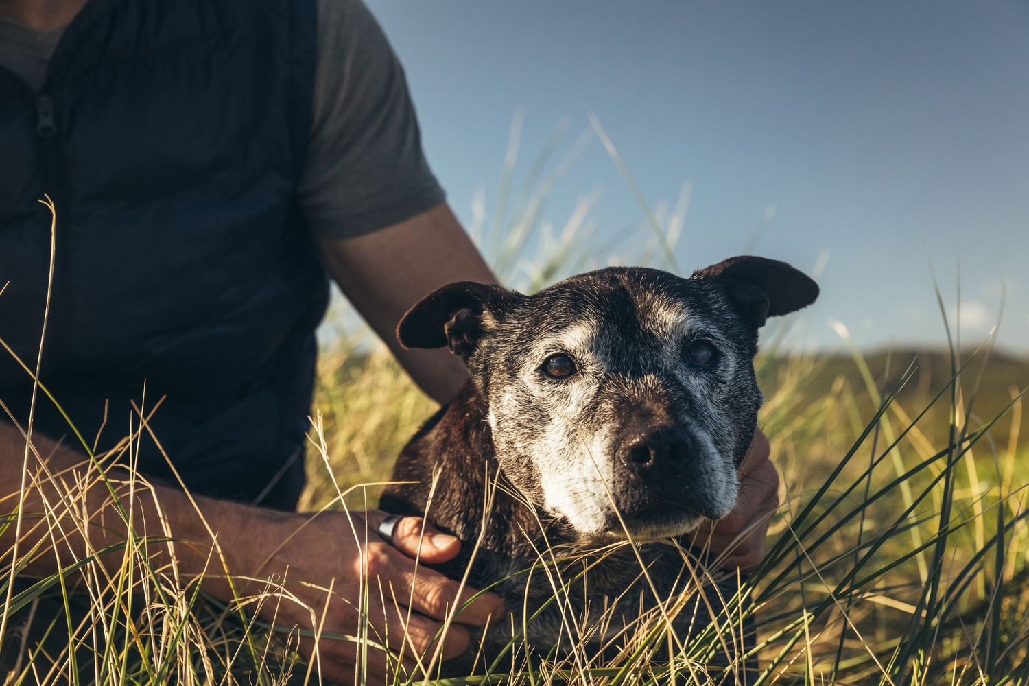 Senior black dog rests in tall grass beside its owner in warm golden sunlight.