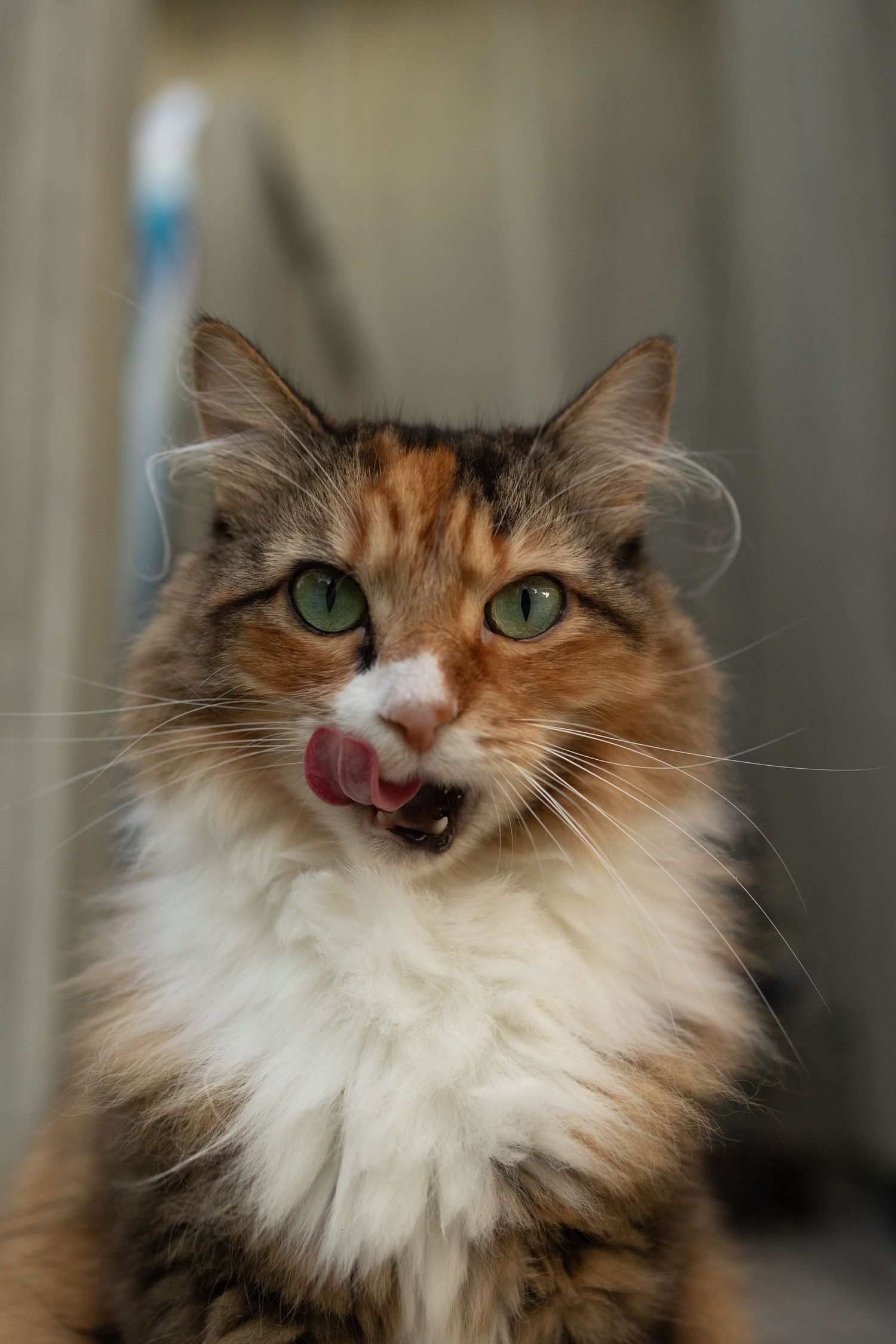 A fluffy calico cat with green eyes licking its nose, with white chest fur and tabby markings.