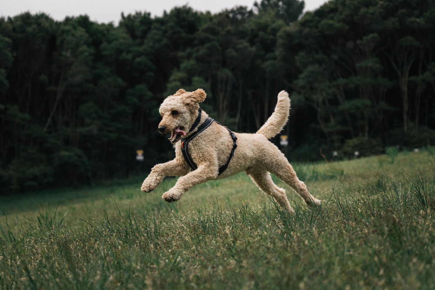 Energetic golden labradoodle dog leaping through green grass field with dark forest in background.