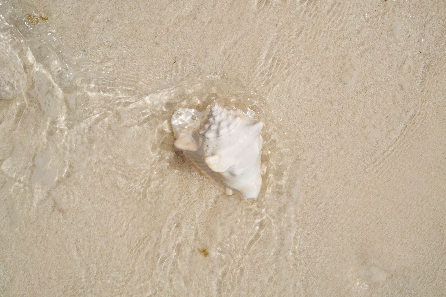 A white seashell partially submerged in shallow sandy beach water.