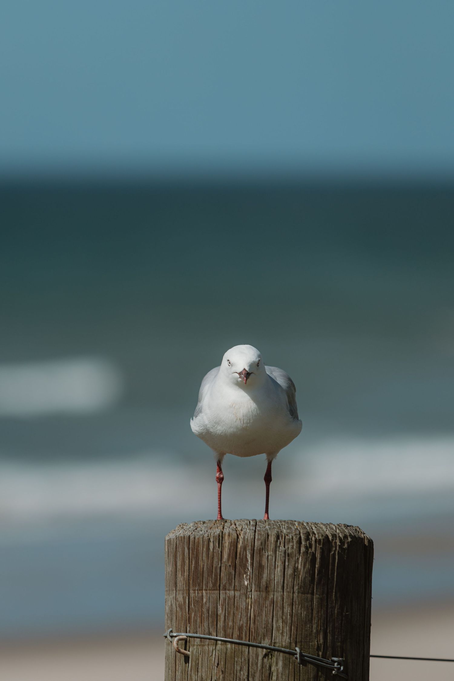 A white seagull perched on a wooden post with the ocean and blue sky in the background.