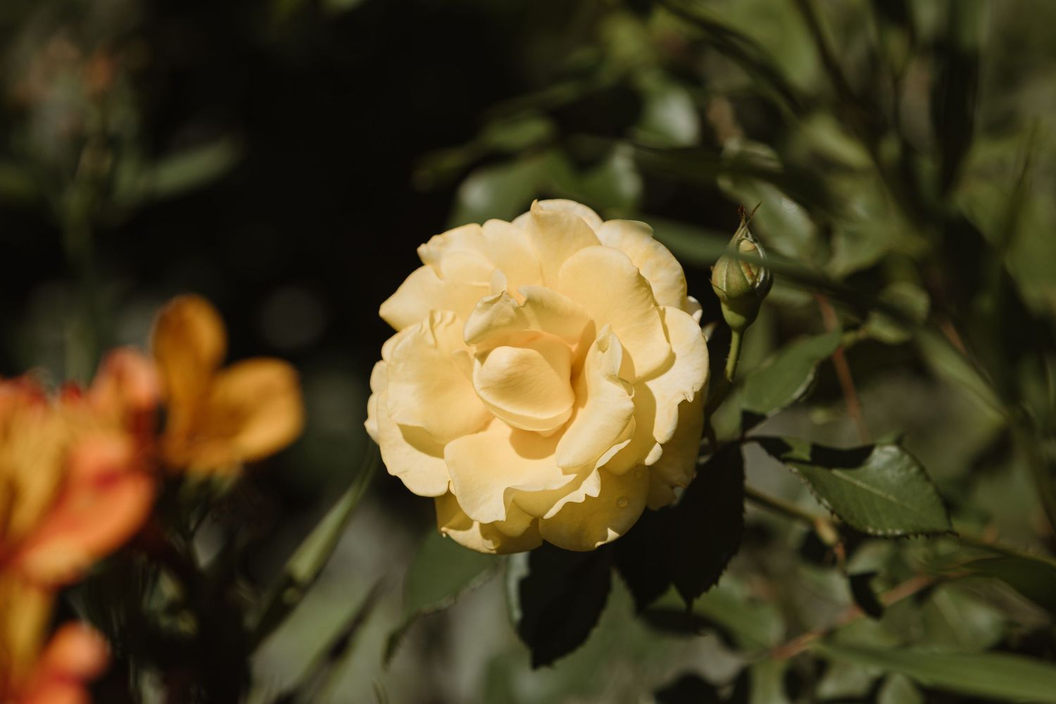 A delicate yellow rose in full bloom surrounded by green leaves and orange flowers in a garden.