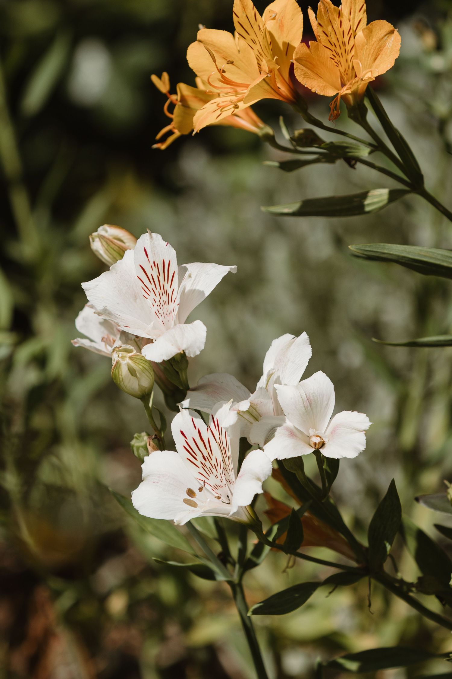 White and orange Alstroemeria flowers blooming in a garden with green foliage in soft natural light.