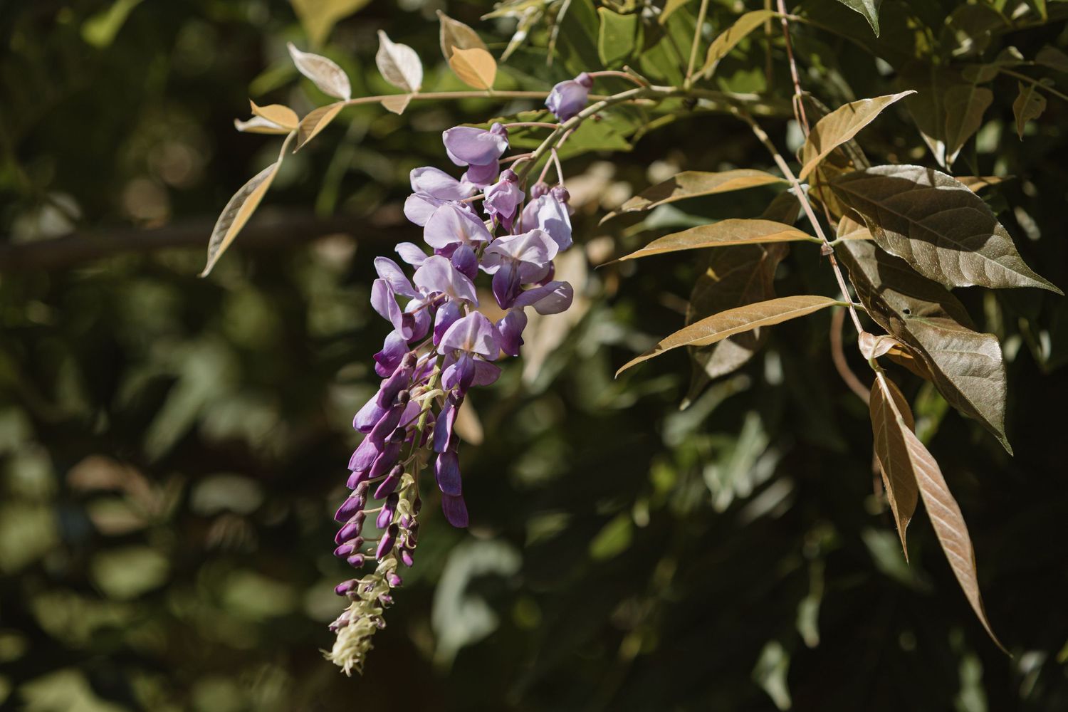 Purple wisteria flowers cascading from green leafy branches in soft natural sunlight.