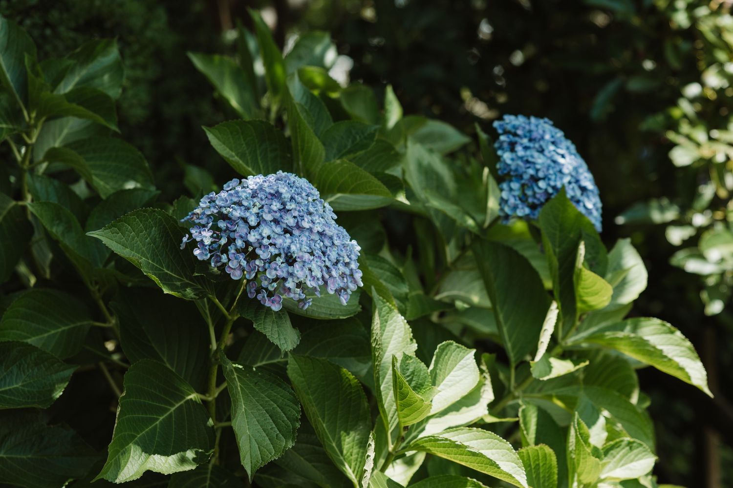 Two blue hydrangea blooms surrounded by lush green leaves in a garden setting.