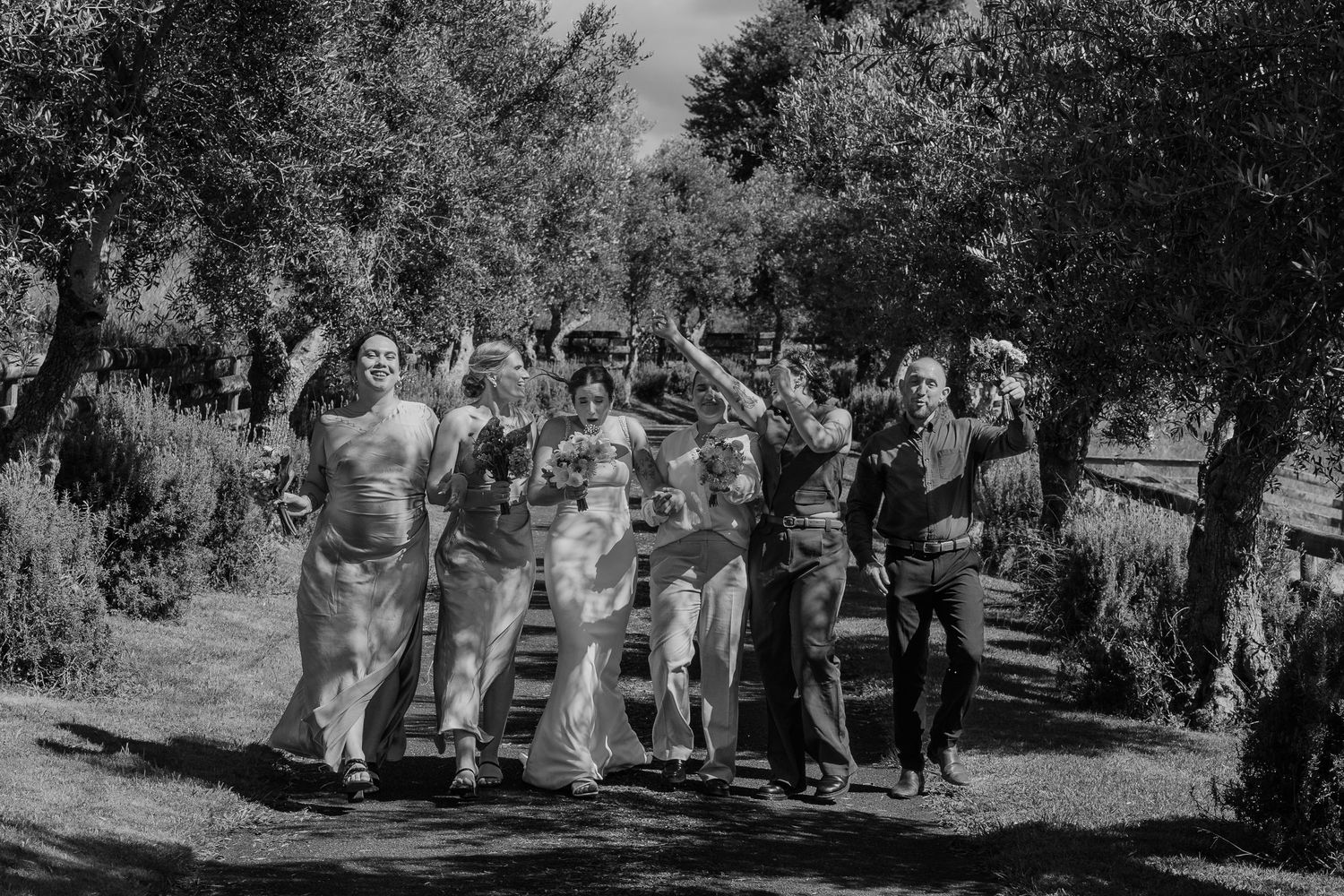 Black and white photo of a joyful wedding party celebrating outdoors among olive trees on a sunny day.