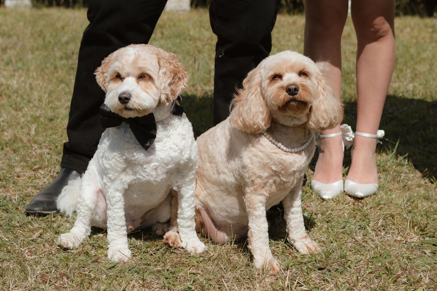 Two small white dogs in formal attire sitting together on grass at a wedding.