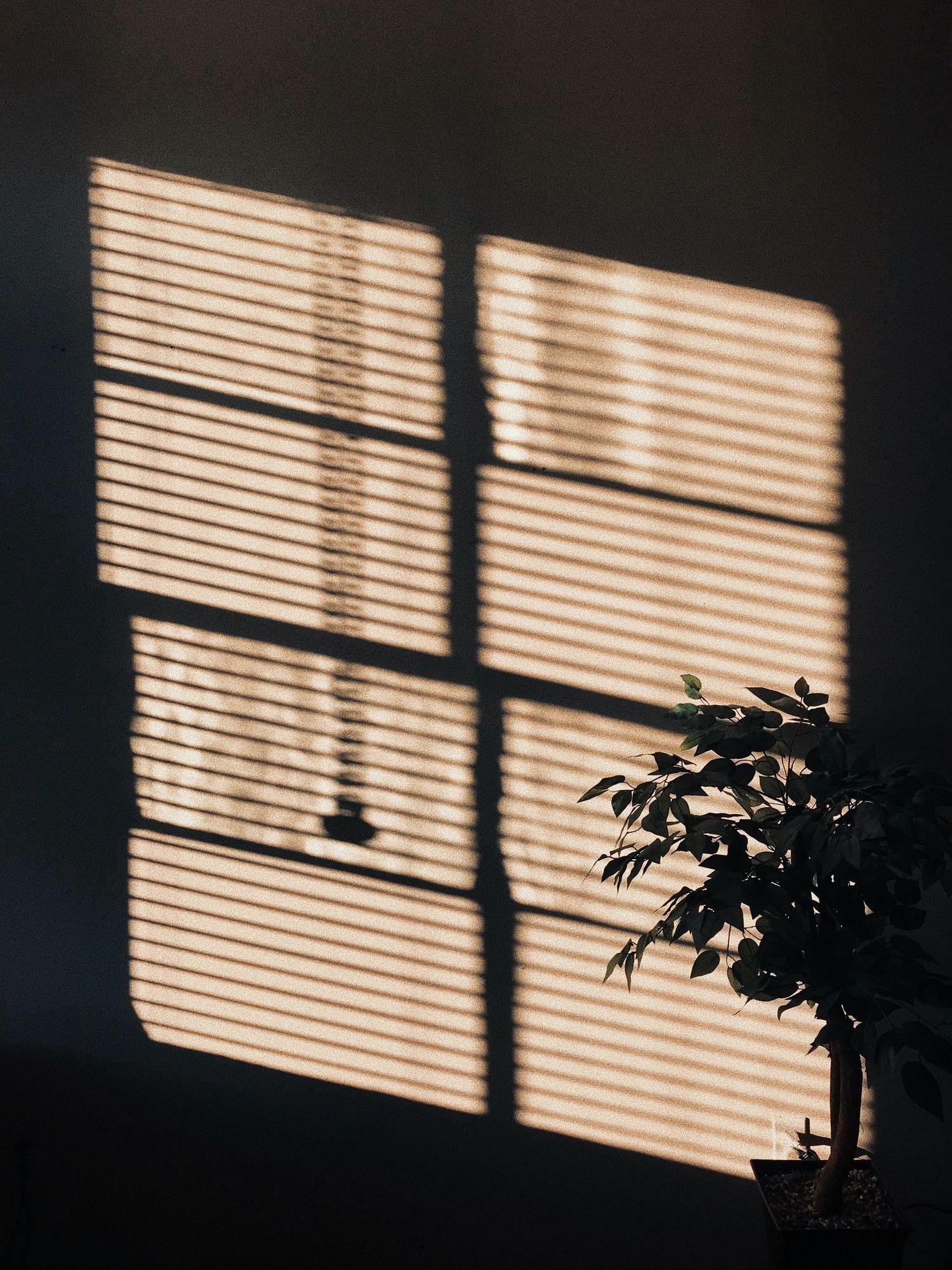 Sunlight peaking through a window at golden hour with a plant shadow off to the side.
