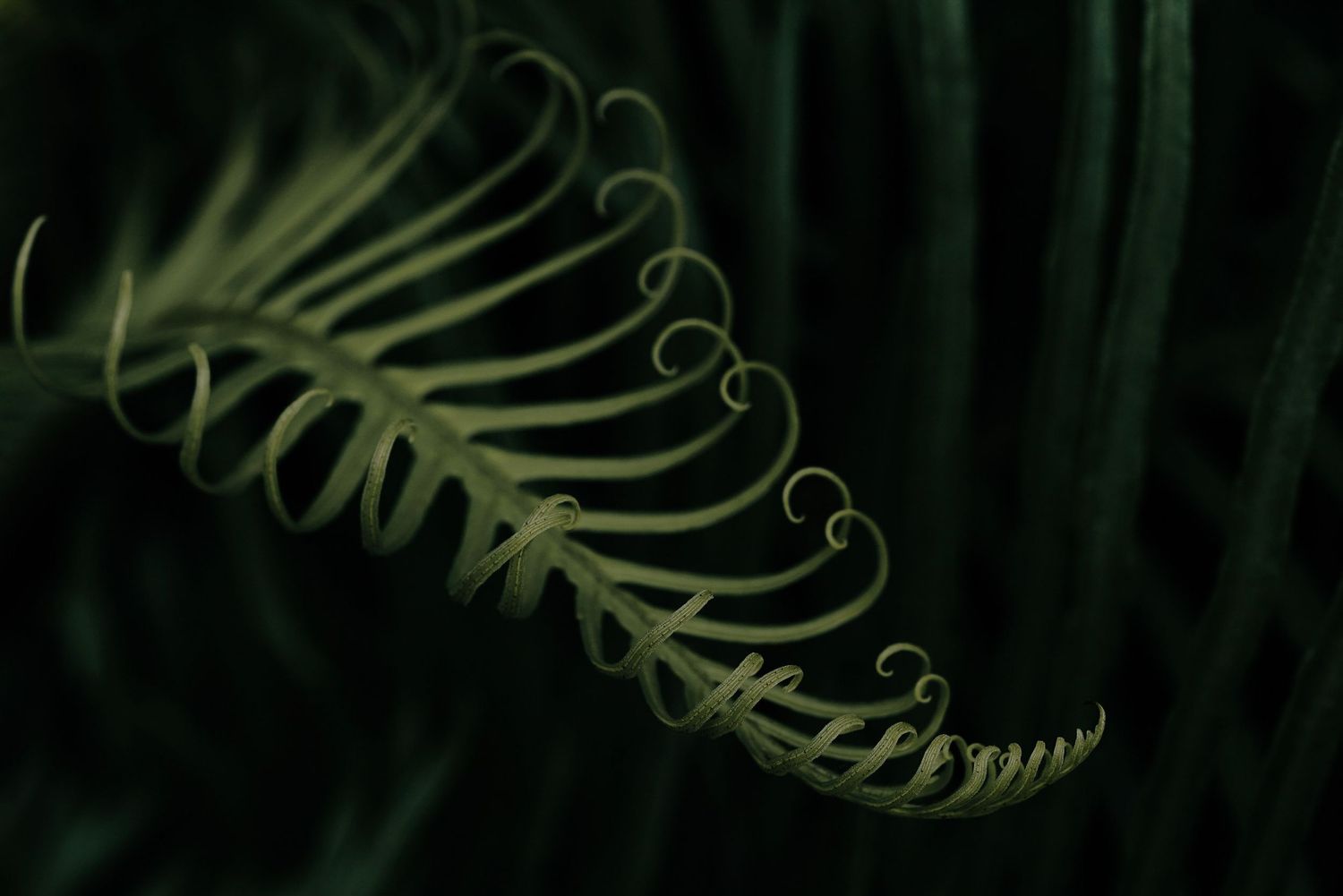 Close-up nature photograph of a curled fern frond against a dark background.