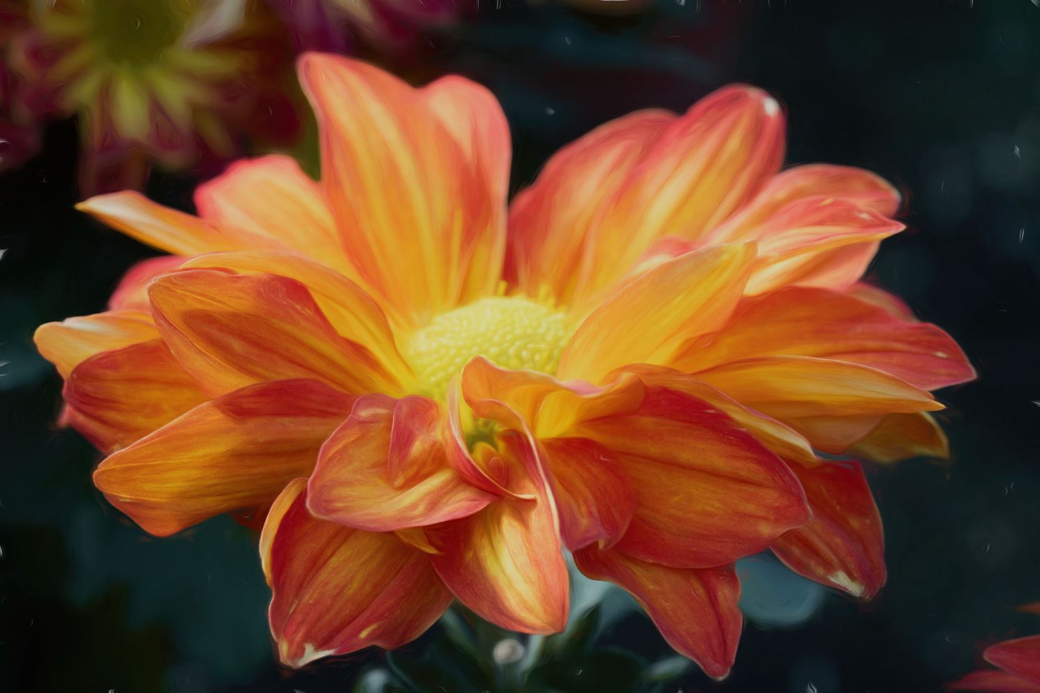 Close-up sequence of orange dahlia flower petals in various stages of bloom against dark background.