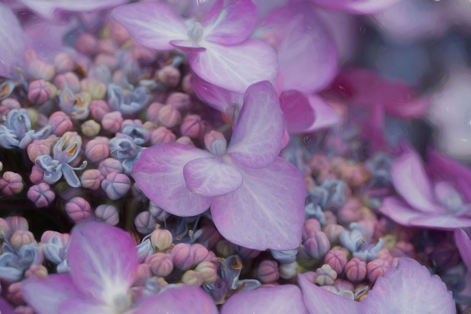 Close-up view of delicate pink hydrangea flowers with soft petals and tiny buds in a dreamy garden setting.