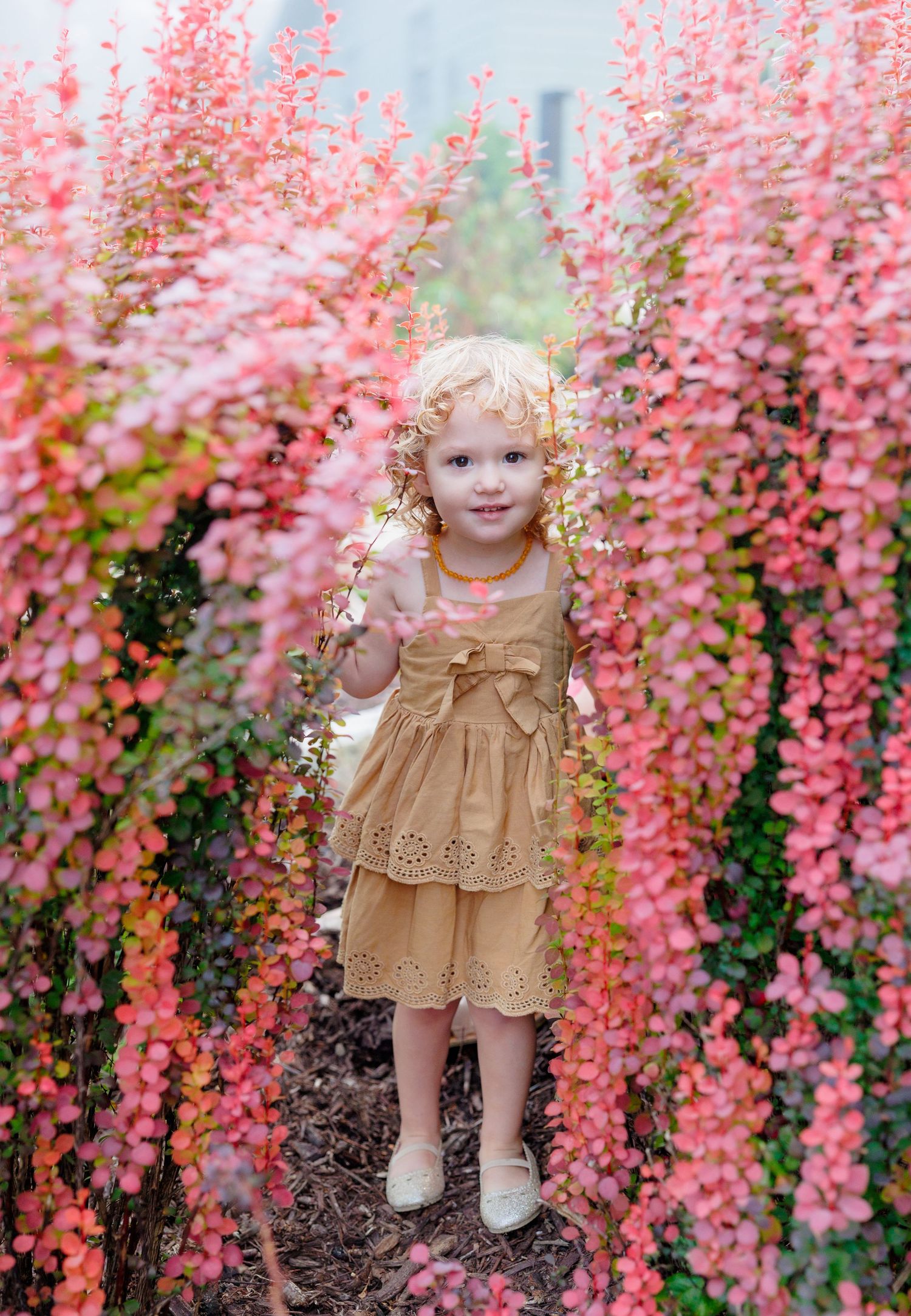 A young girl in a golden dress stands between vibrant pink flowering hedges in a garden pathway.
