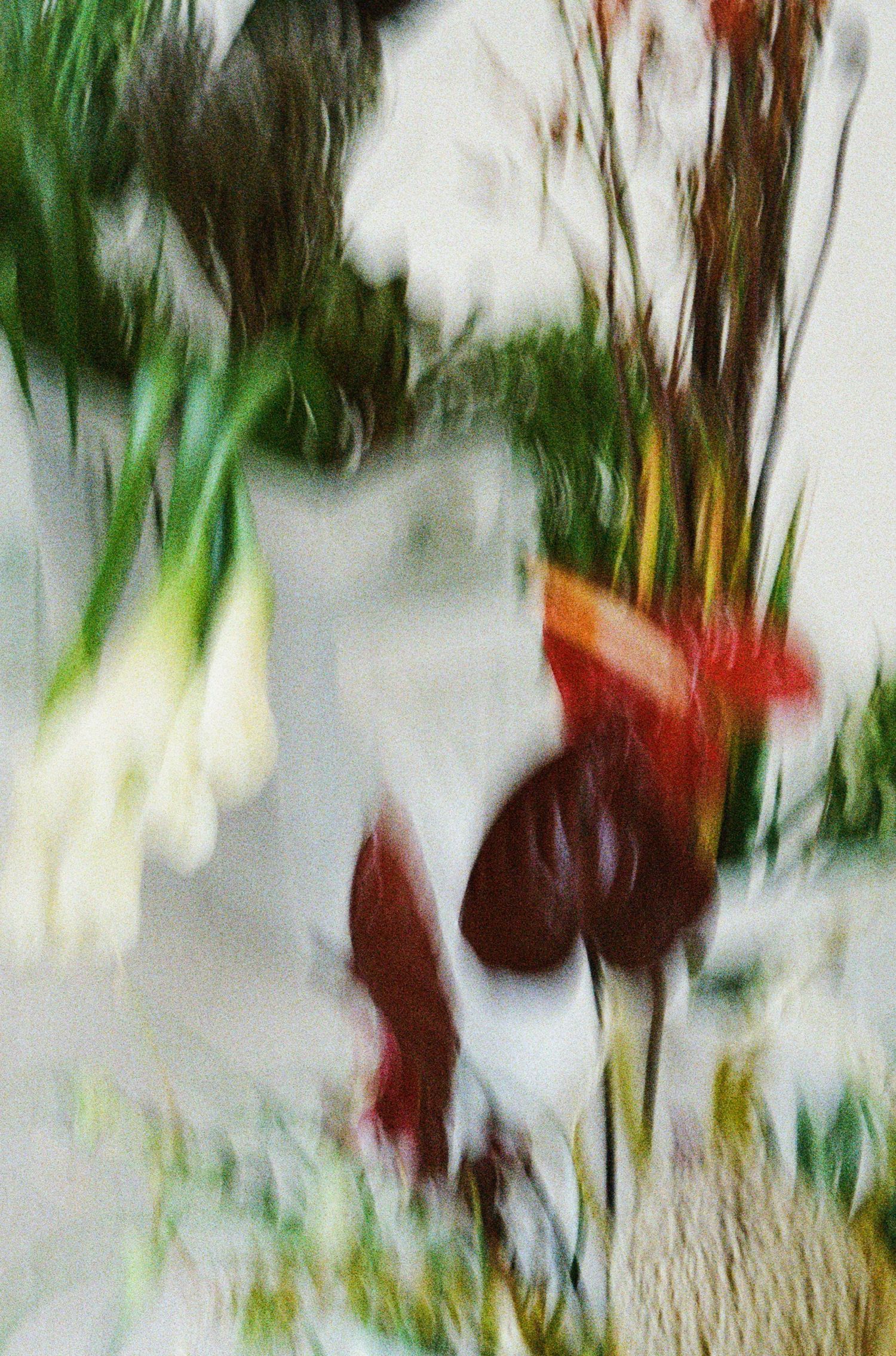 Abstract 35mm film photograph of sculptural flowers with motion blur in Salt Lake City, Utah.