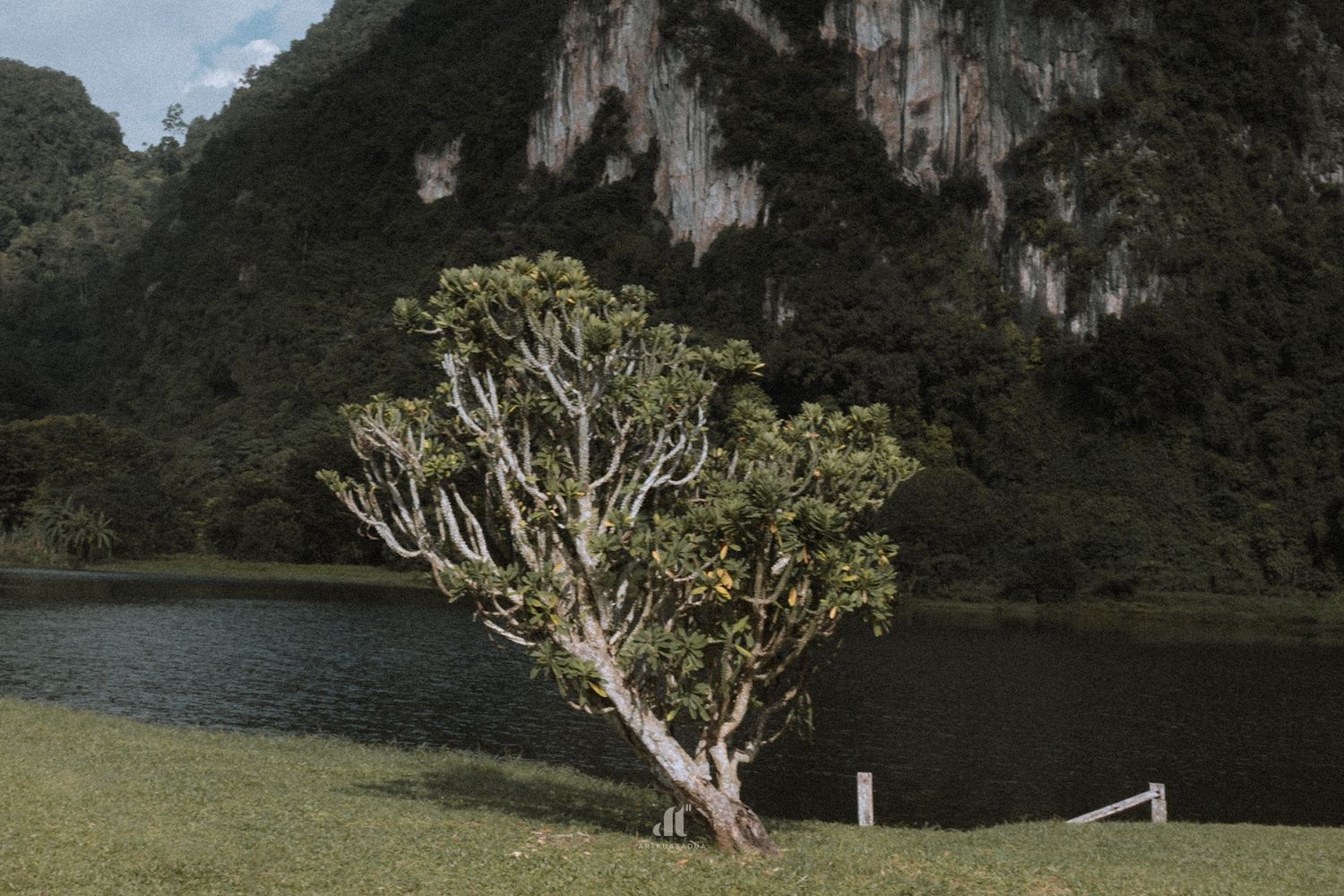 A lone tree stands beside a serene lake with lush green mountains in the background.