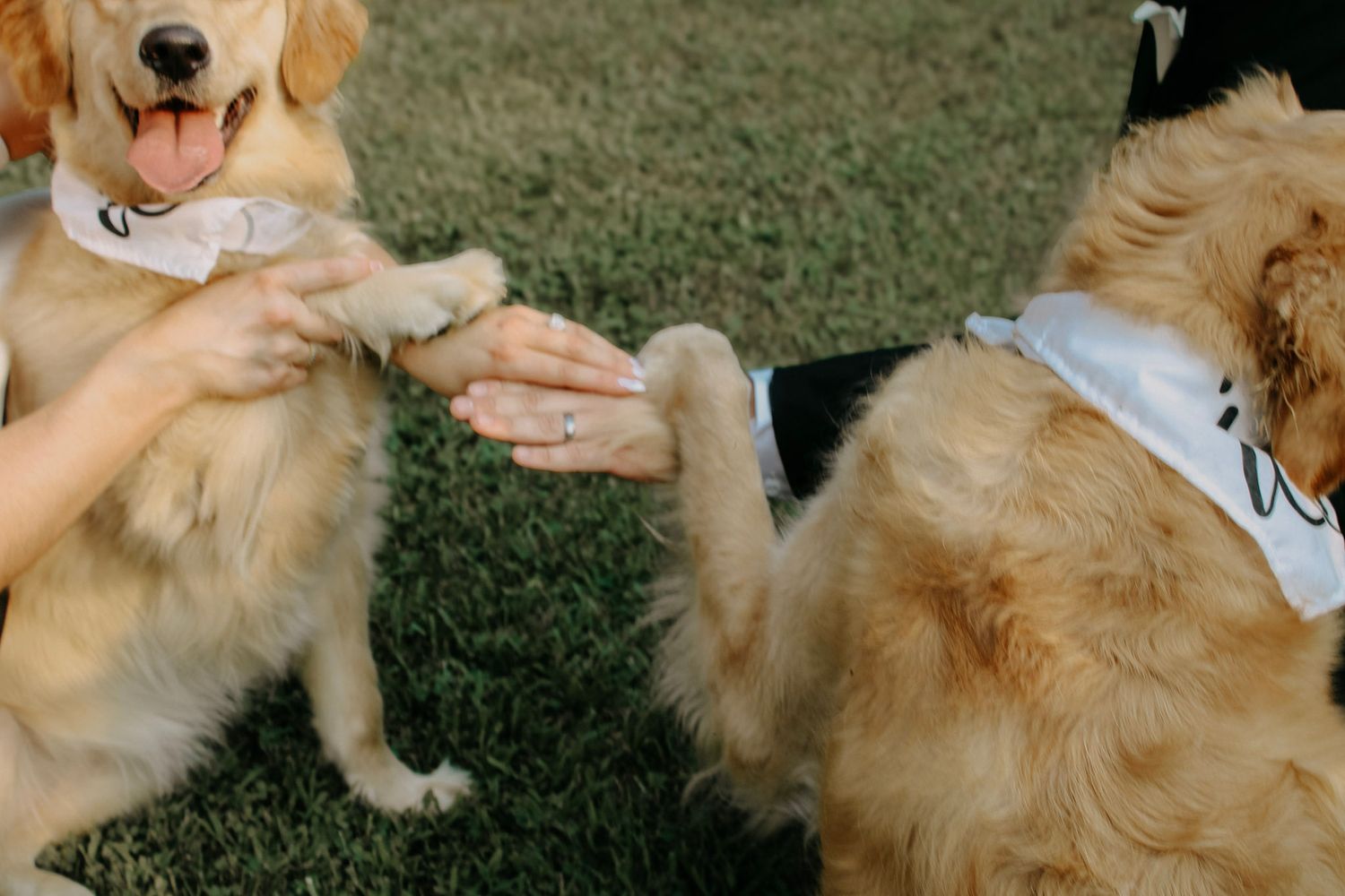 Two golden retrievers wearing bandanas offer paws to a person showing an engagement ring on green grass.