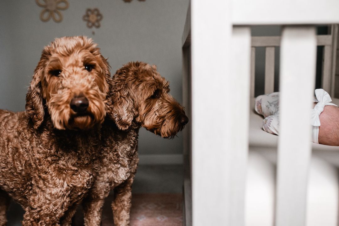 Two fluffy brown Goldendoodle dogs stand near a white baby crib, curiously looking inside.