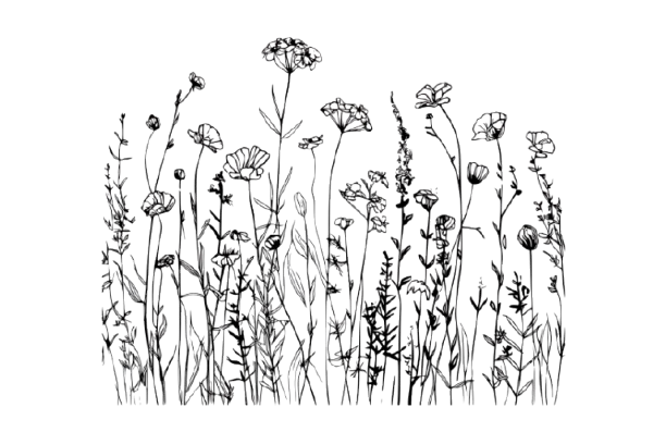 Black and white ink sketch of wild meadow flowers and grasses, minimalist botanical illustration with delicate hand-drawn stems.