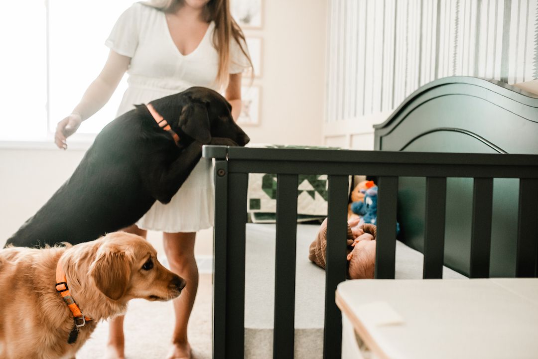Woman in white dress watches black and golden retriever dogs peek into baby crib with infant inside.