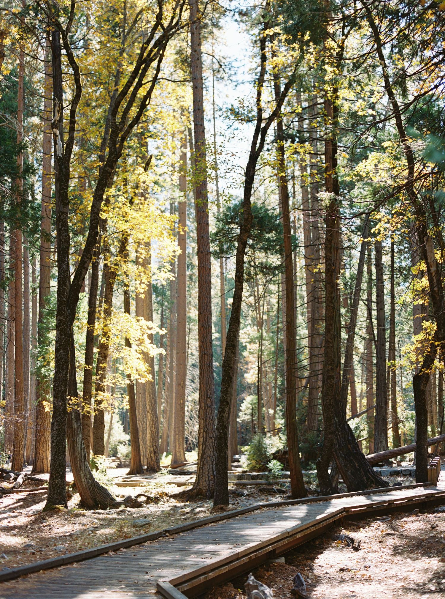 Moss-covered forest in Olympic National Park