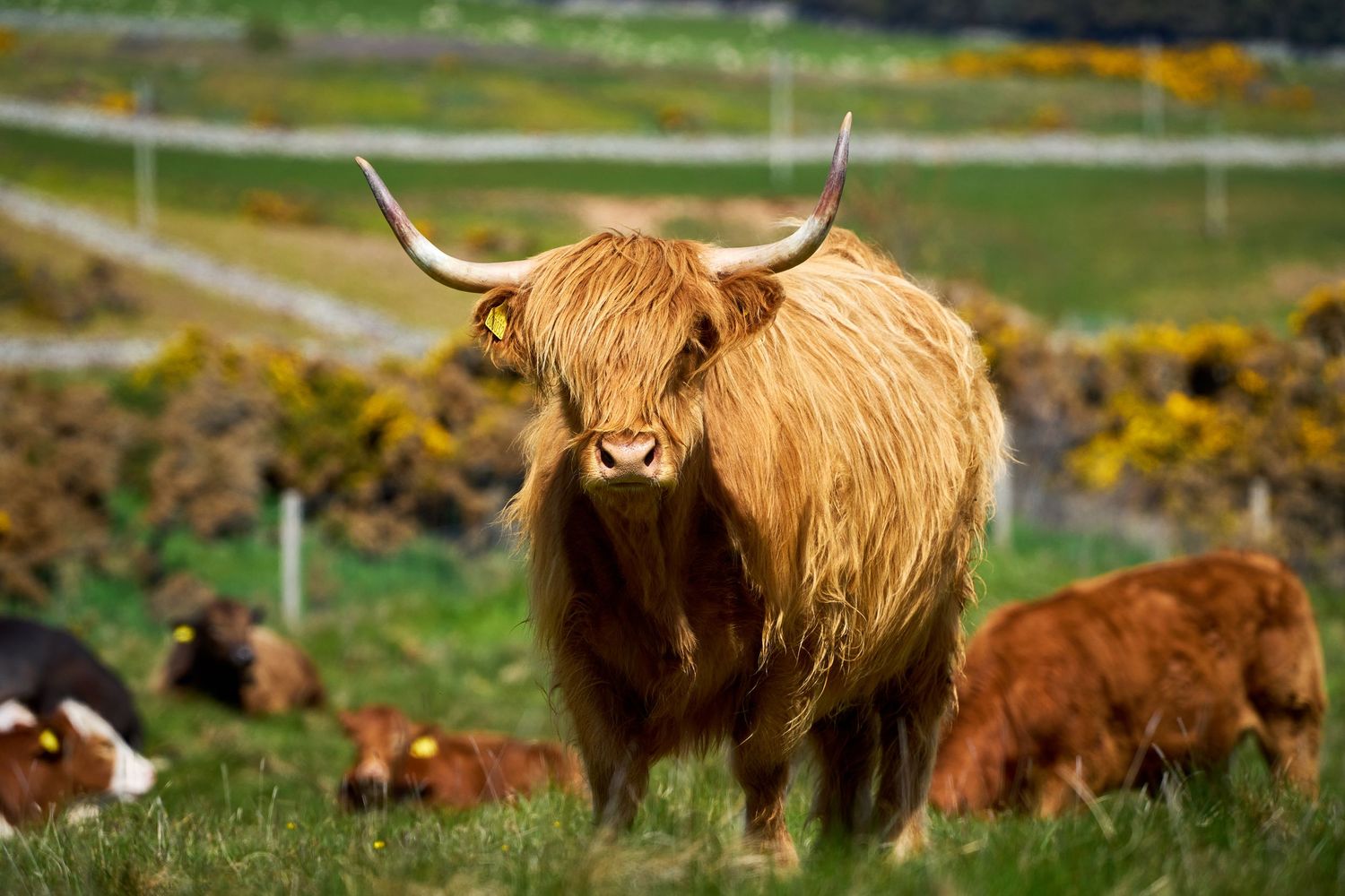 A shaggy Highland cow with long curved horns stands in a green pasture with other cattle grazing in the background.