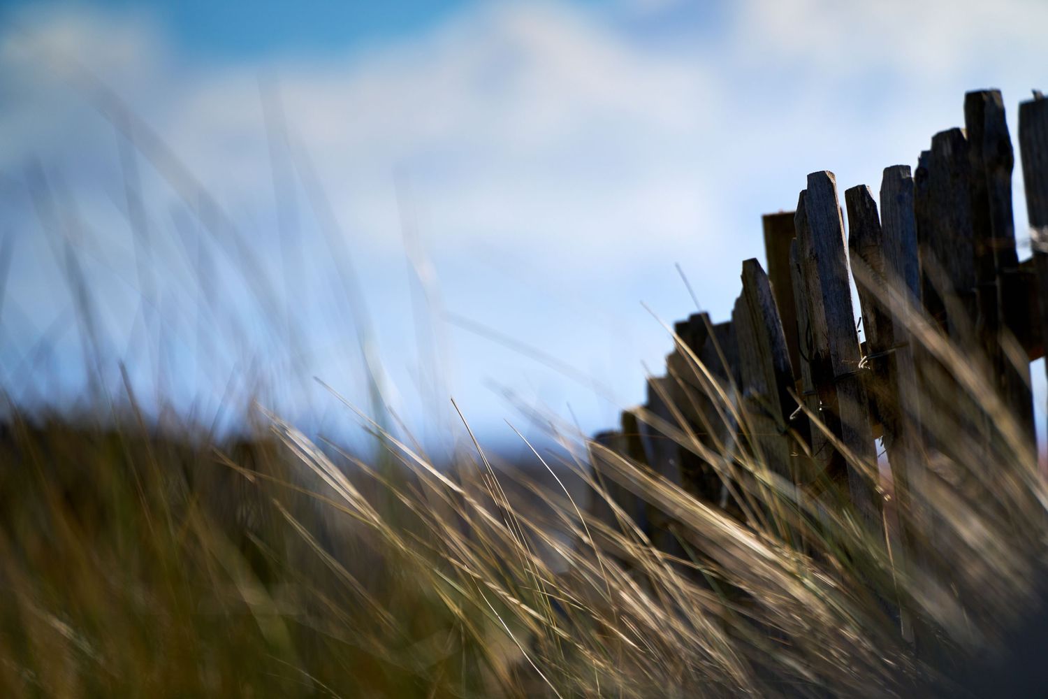 Close-up of weathered wooden fence posts rising above wild coastal grass against a cloudy blue sky.