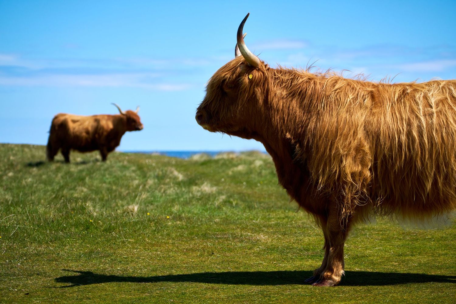Two Highland cattle with shaggy brown coats and curved horns grazing on green grass under a bright blue sky.