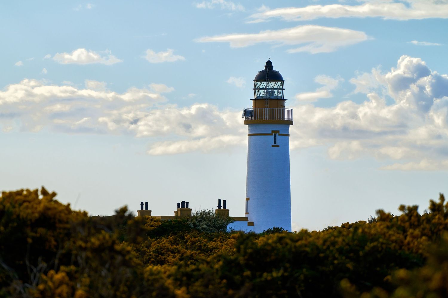 White lighthouse rises above golden gorse bushes against a blue sky with fluffy clouds in a coastal landscape.