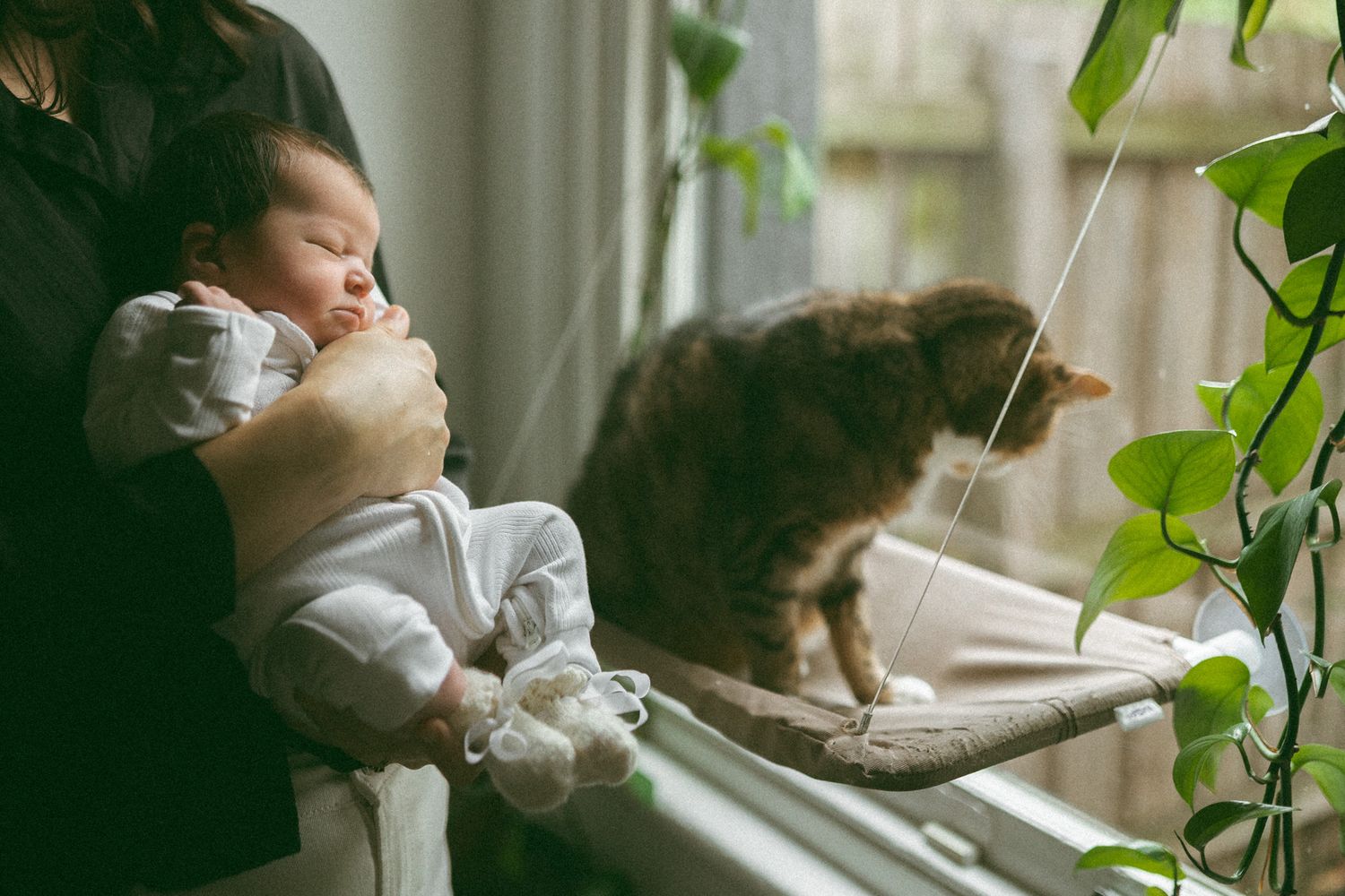 A parent cradles a sleeping newborn baby indoors near a window while a fluffy cat perches on a hammock beside green plants.