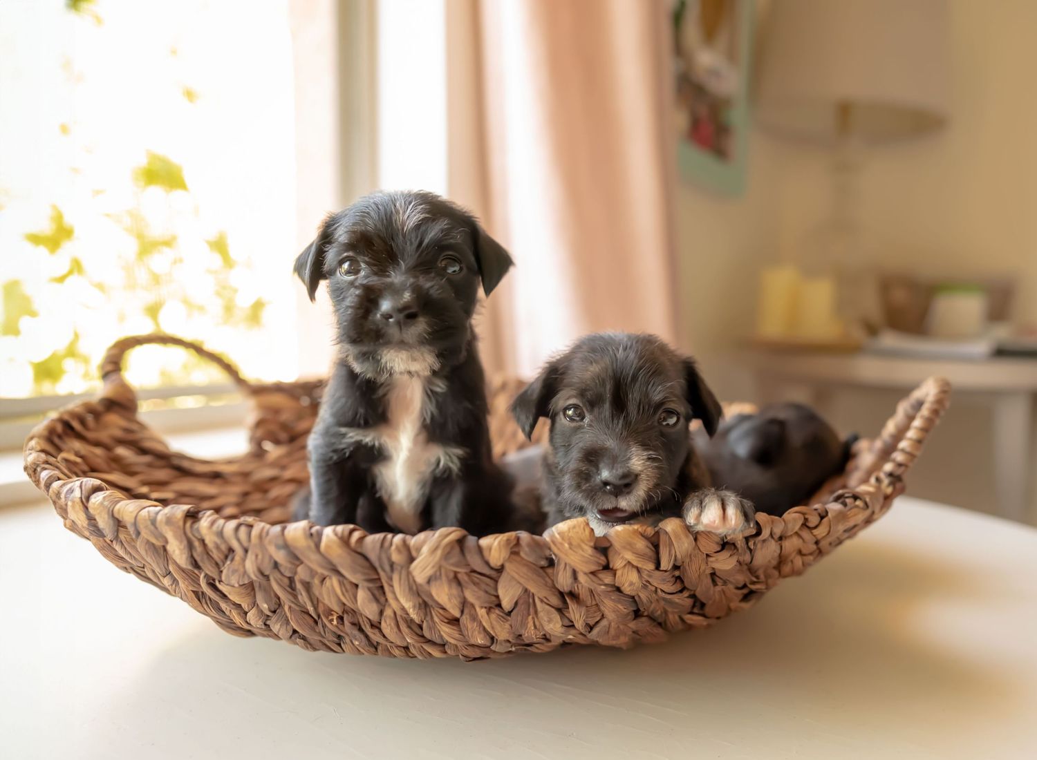 Little Terrier puppies with eyes barely opened. One is sitting up, two are laying down, in a brown basket. Doughman Photography