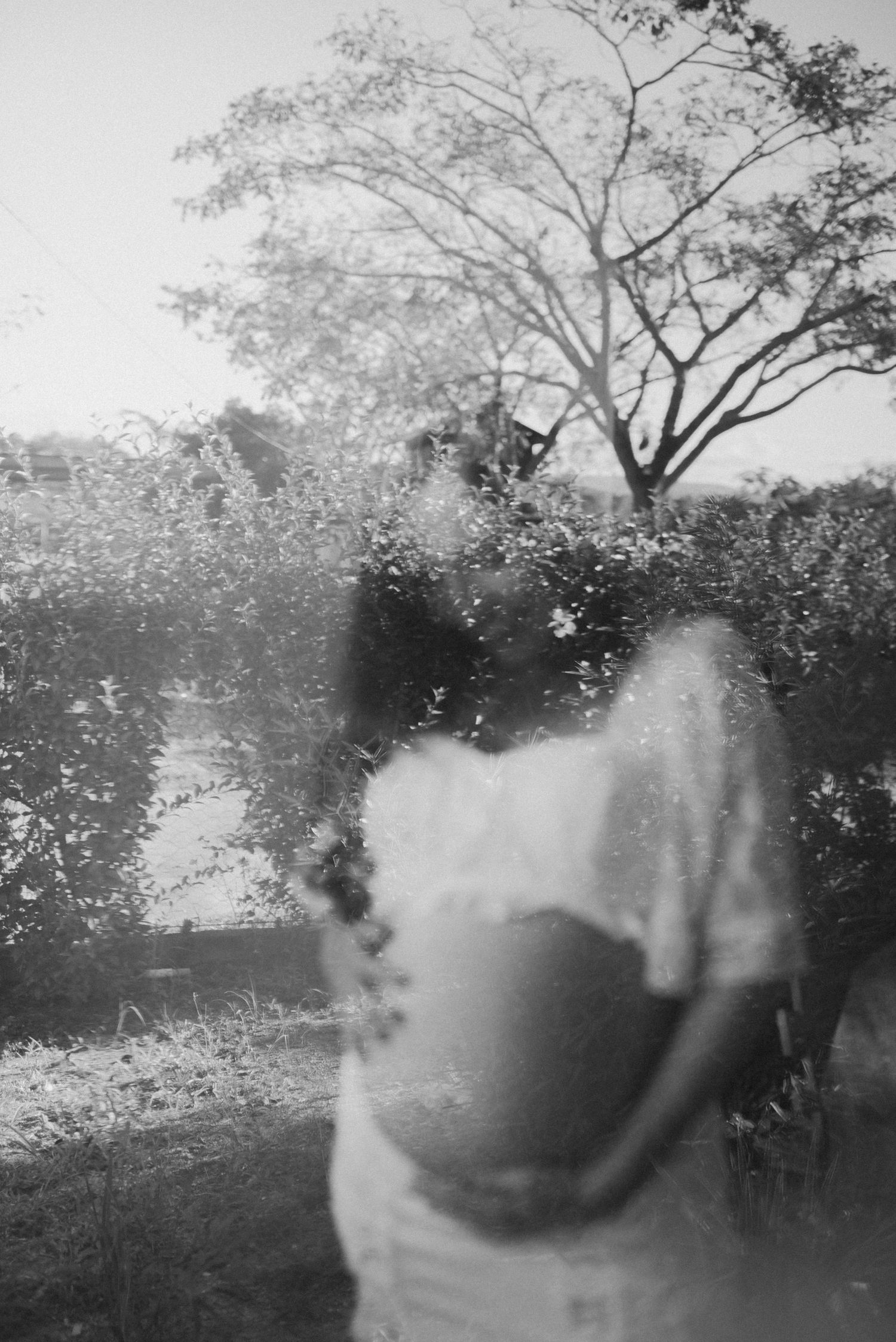 Black and white dreamy outdoor maternity photo with tree silhouette.