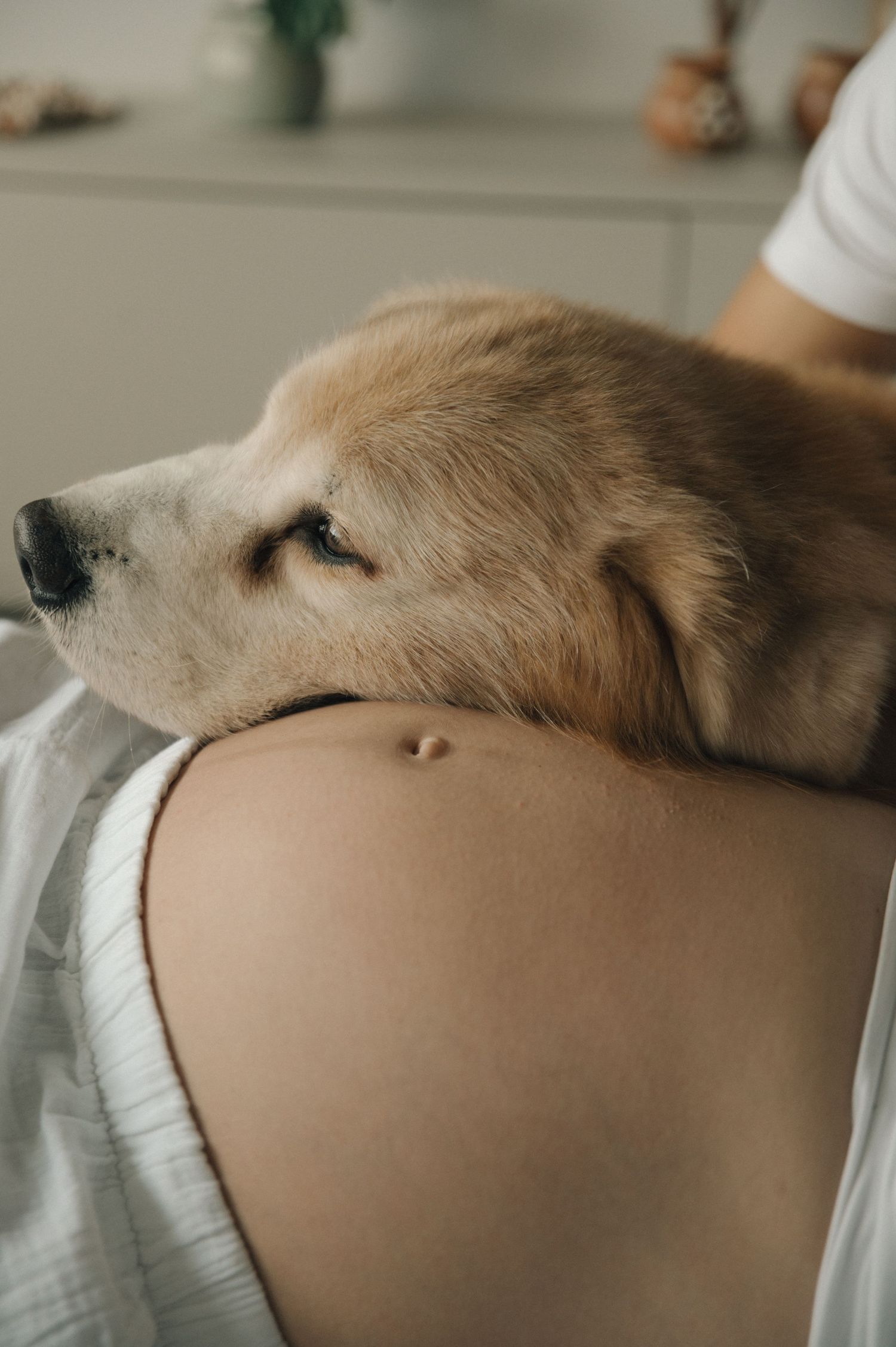 Close-up series of a sleeping golden retriever dog resting peacefully on a person's lap in warm natural lighting.