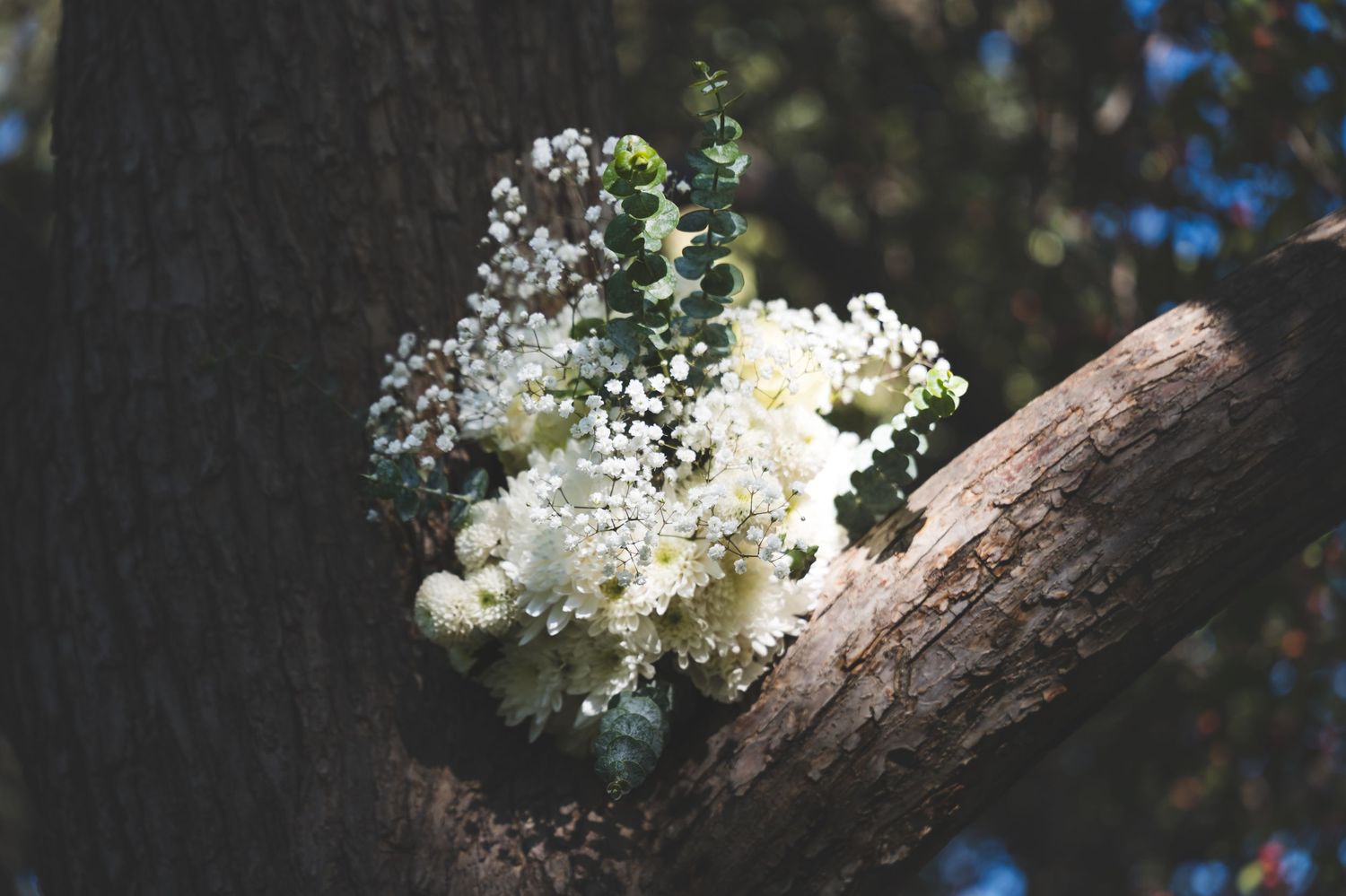 Delicate white elderflower blossoms blooming on a tree branch against a dark background.