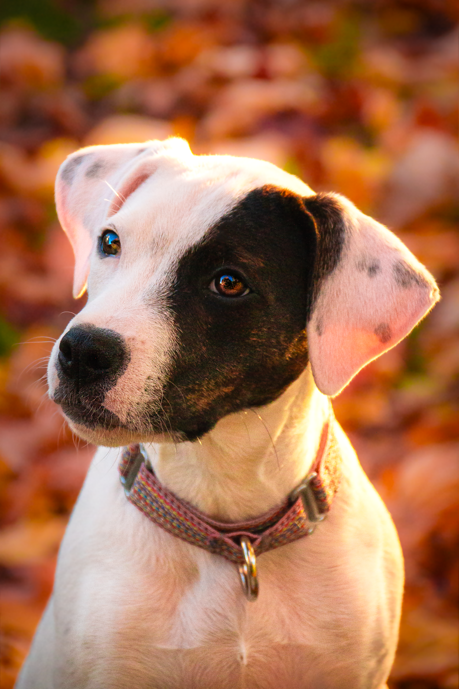 Lil' Miss Daisy: Mango's foster girlfriend <3