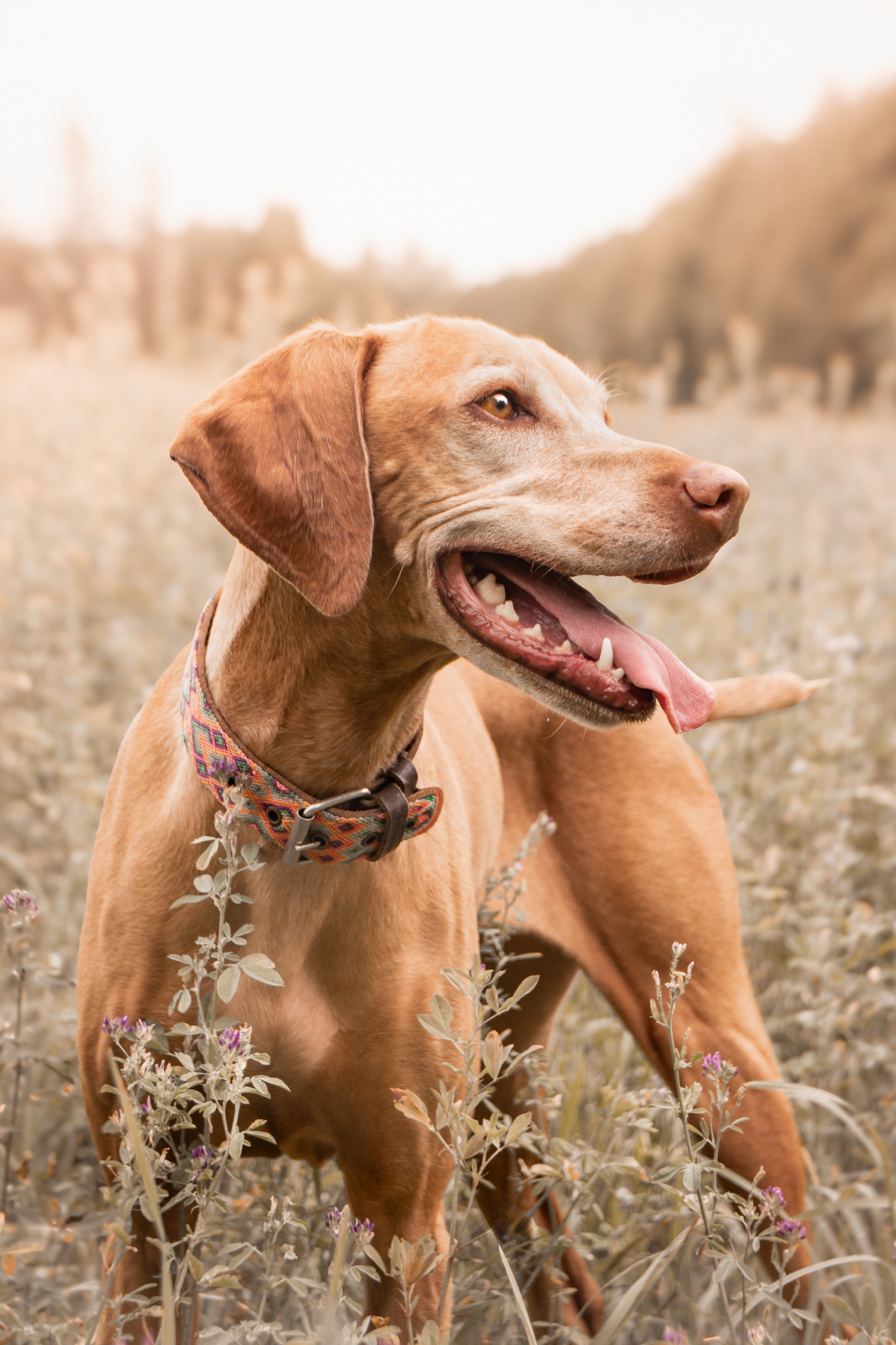Vizsla enjoying her romp in the fields