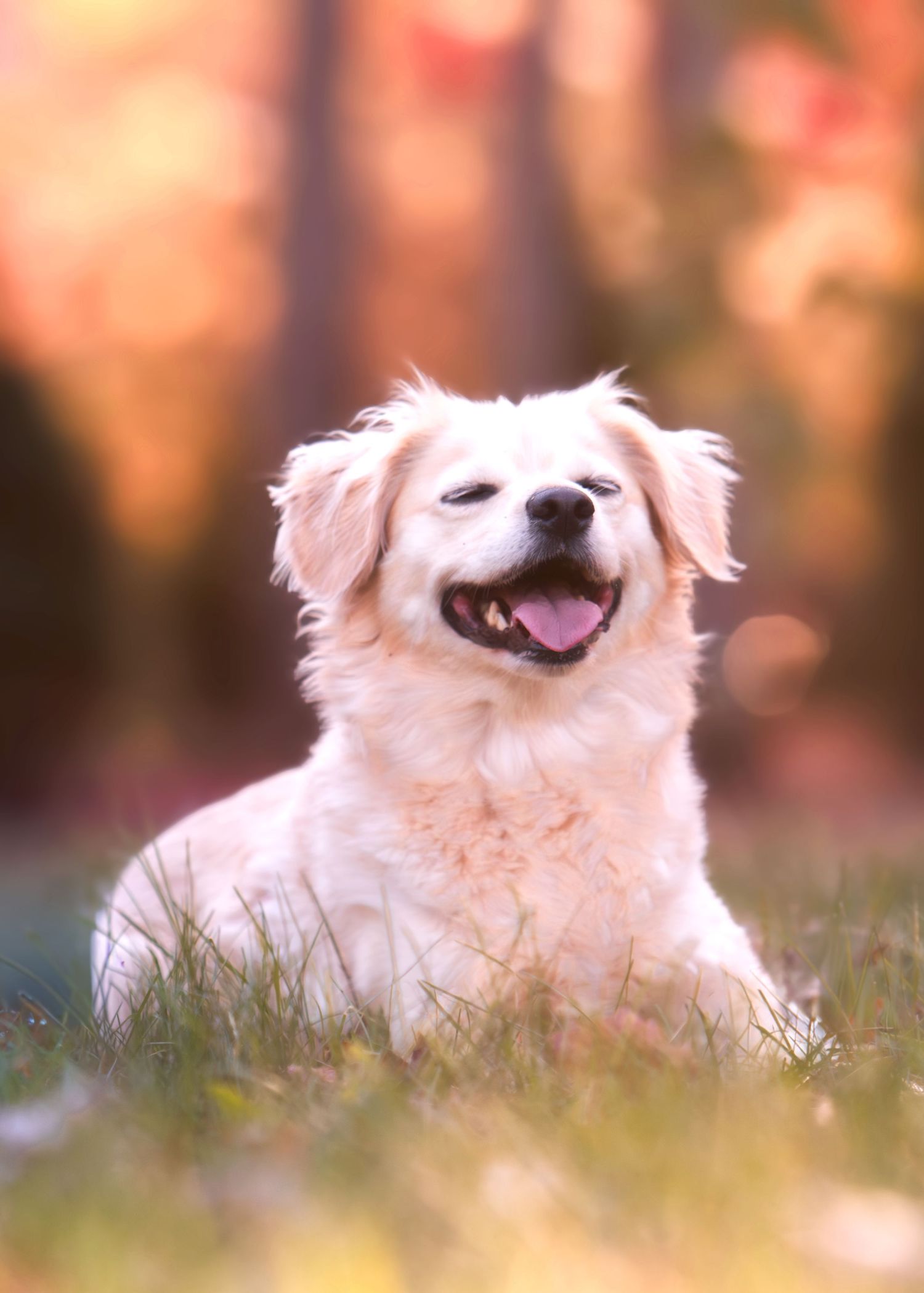 Truffle: Small white mixed-breed dog posing outdoors with a curious, happy expression.