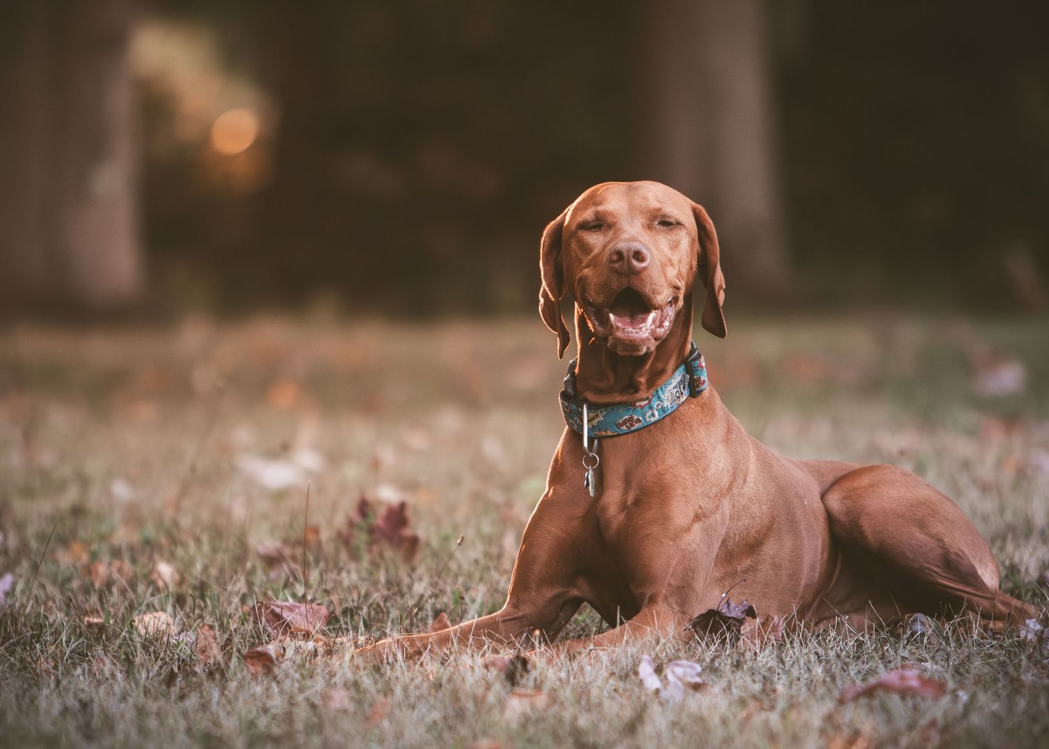 Vizsla enjoying a nature walk, golden coat glowing in the sunlight.