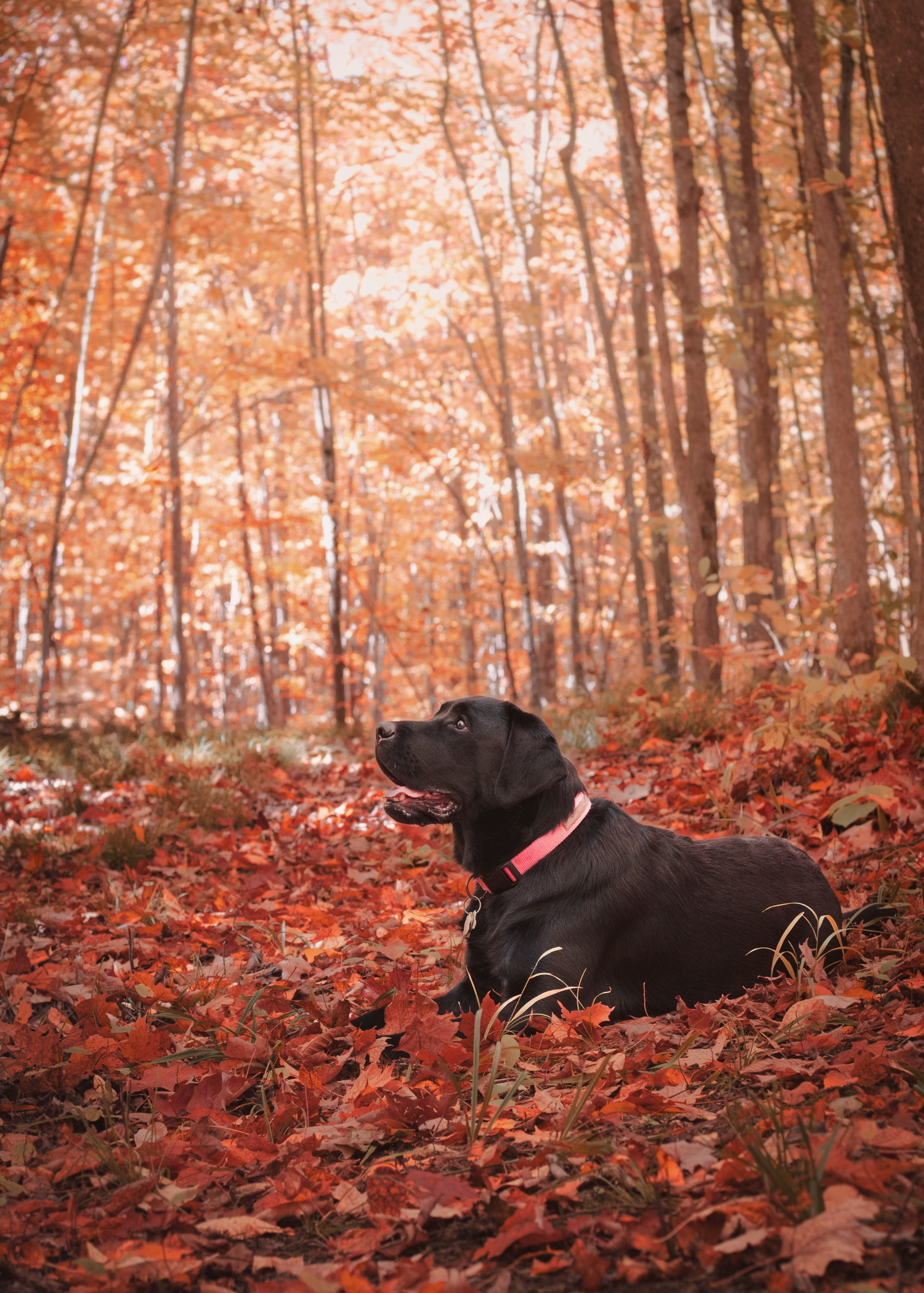 Lab relaxing in a pile of colourful autumn leaves.