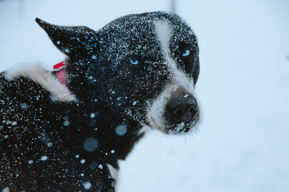 Alaskan Husky Mush Dog