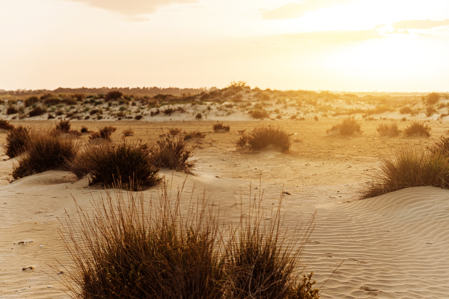 Golden sunset over sandy desert landscape with dry shrubs and warm glowing sky.