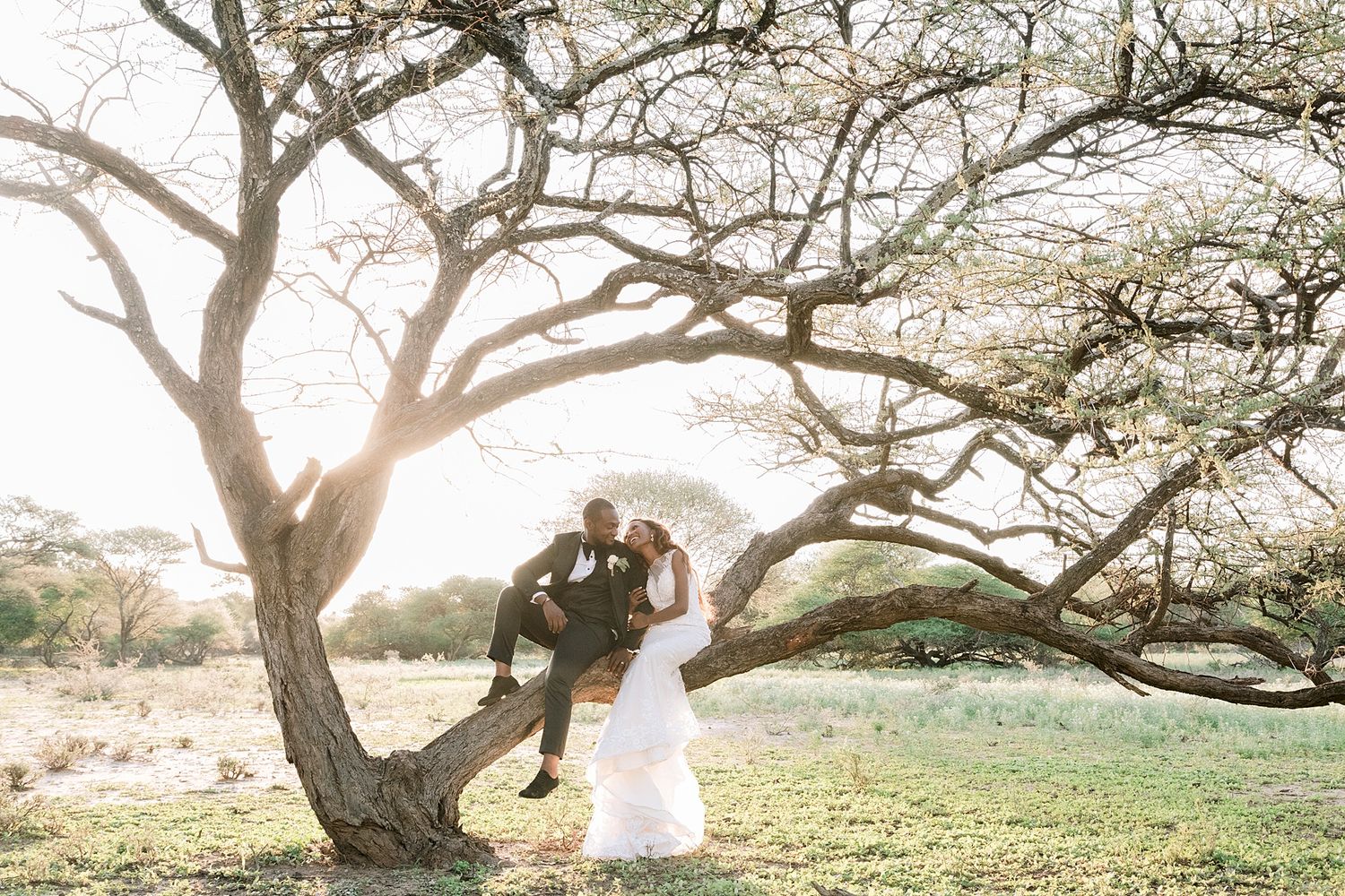 Bride and groom share a romantic kiss under a sprawling acacia tree at golden hour in an African savanna setting.