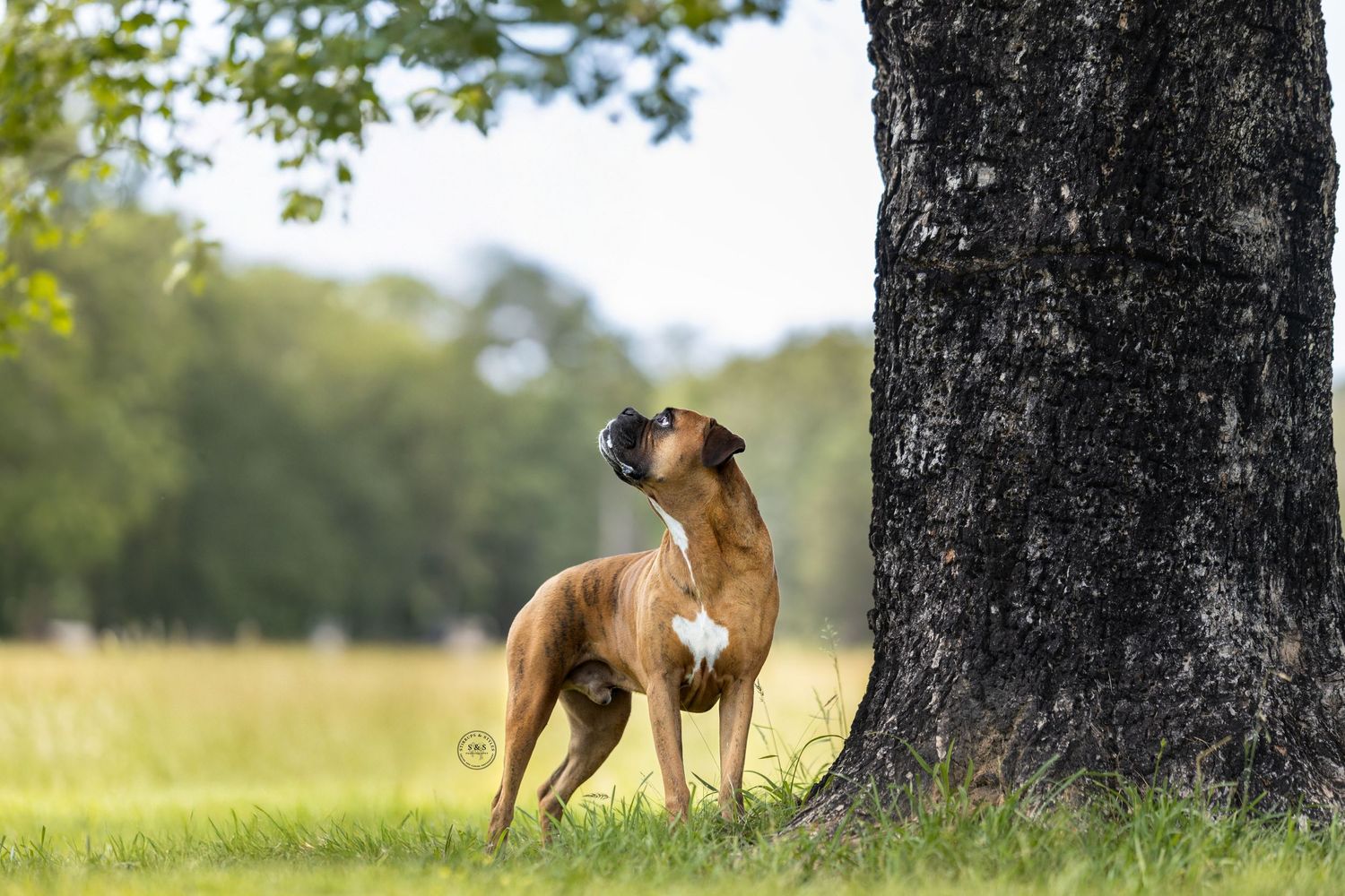 Brown boxer dog standing alert next to large tree trunk in sunny meadow with bokeh background.