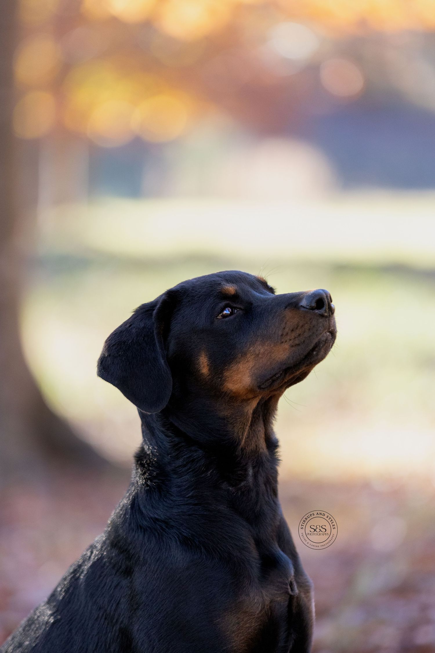 Black Labrador retriever gazing upward with soft bokeh background at sunset.