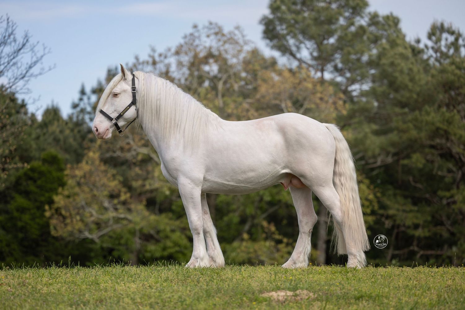 A stunning white horse with a flowing mane stands gracefully on green grass with lush trees in the background.