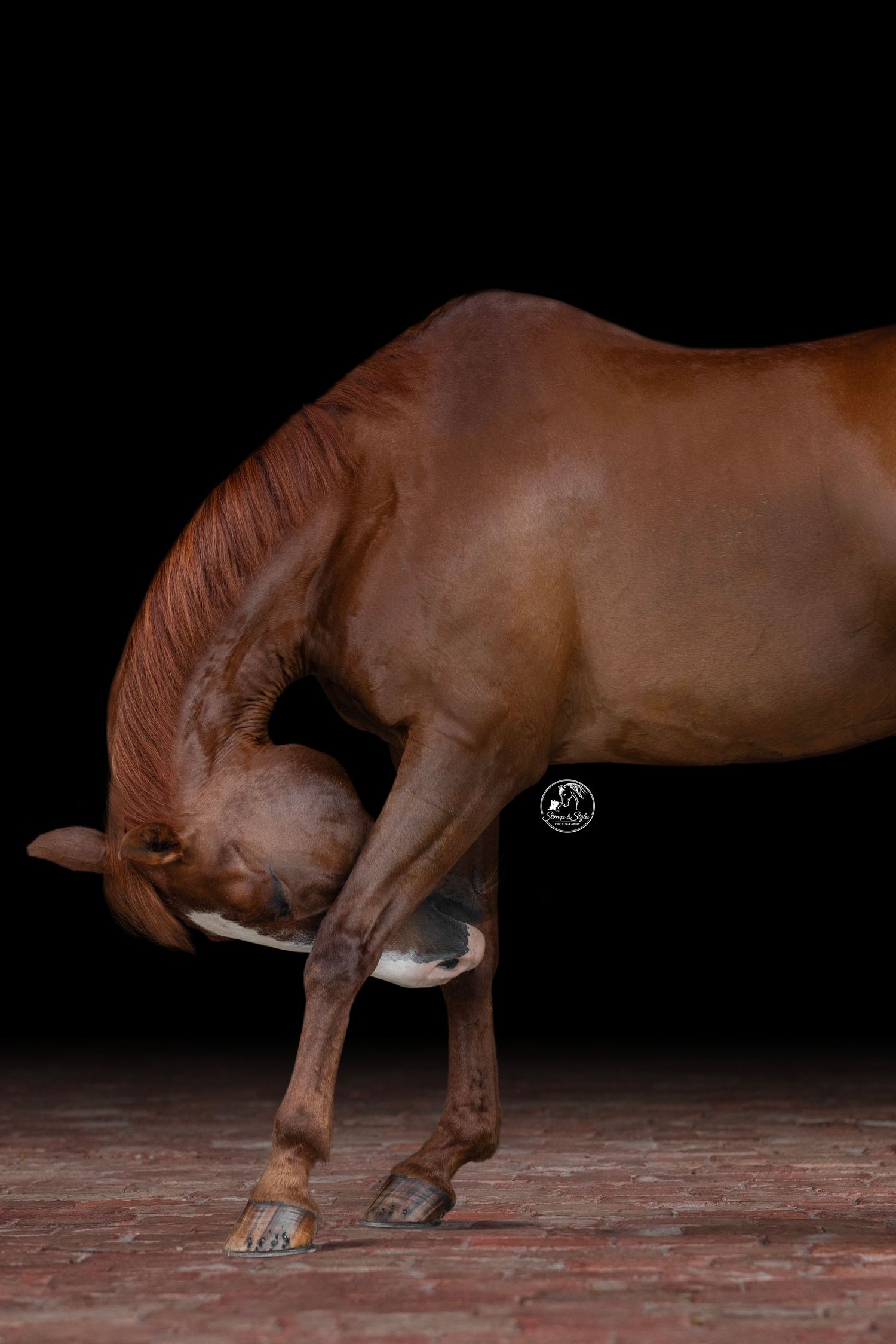 A chestnut horse bowing gracefully, head tucked between its legs, against a black background on a brick floor.